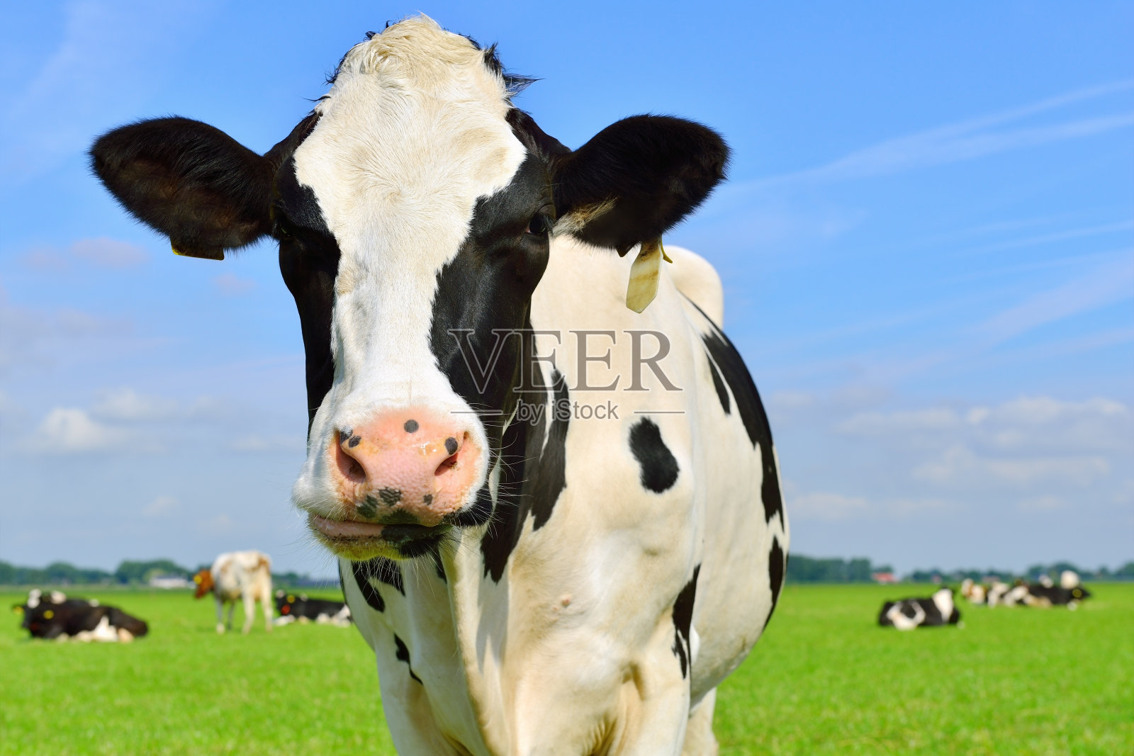 绿色草地上的荷斯坦奶牛照片摄影图片