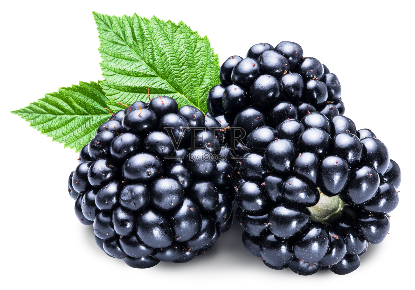 三个成熟的黑莓放在白色的背景上。照片摄影图片