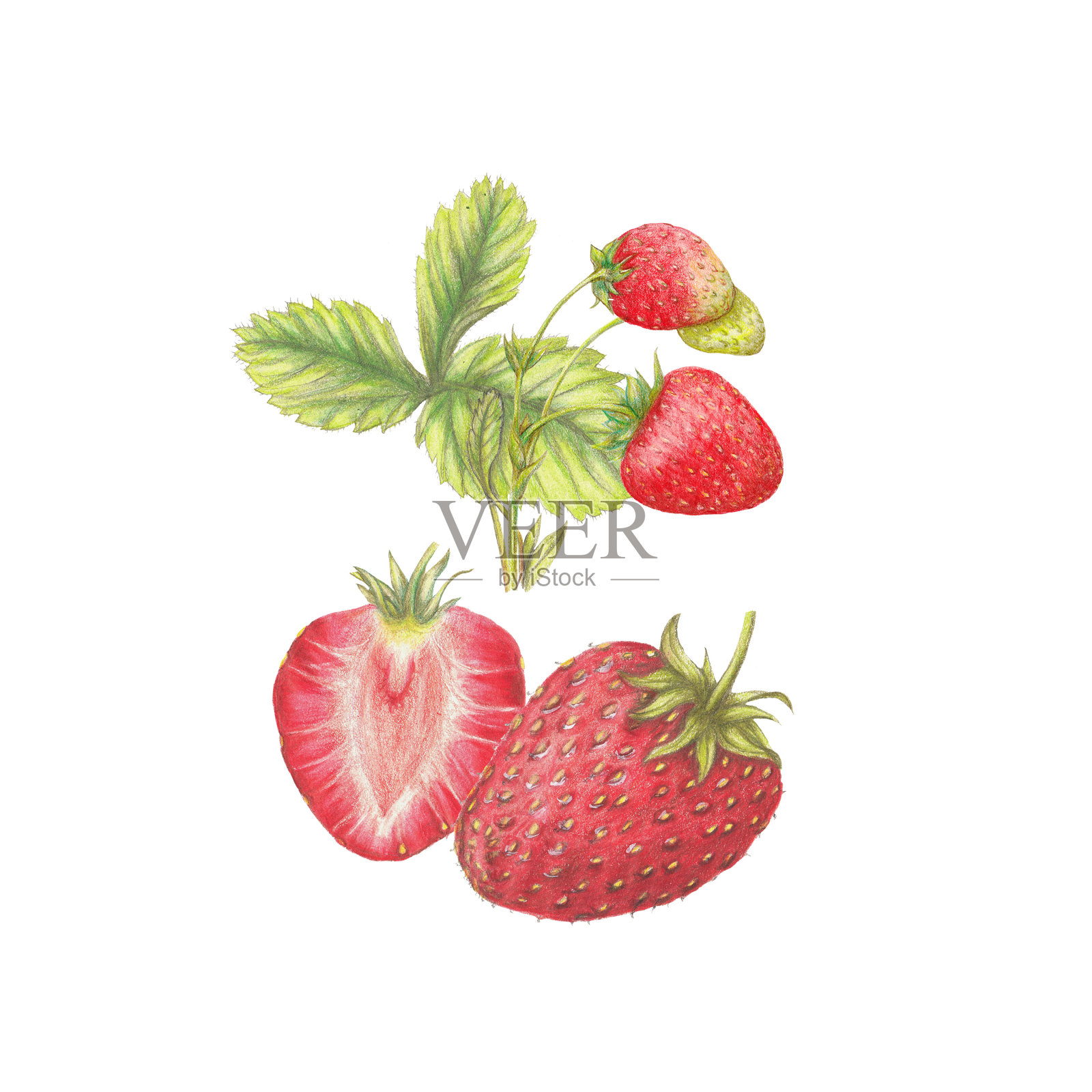 草莓插画图片素材