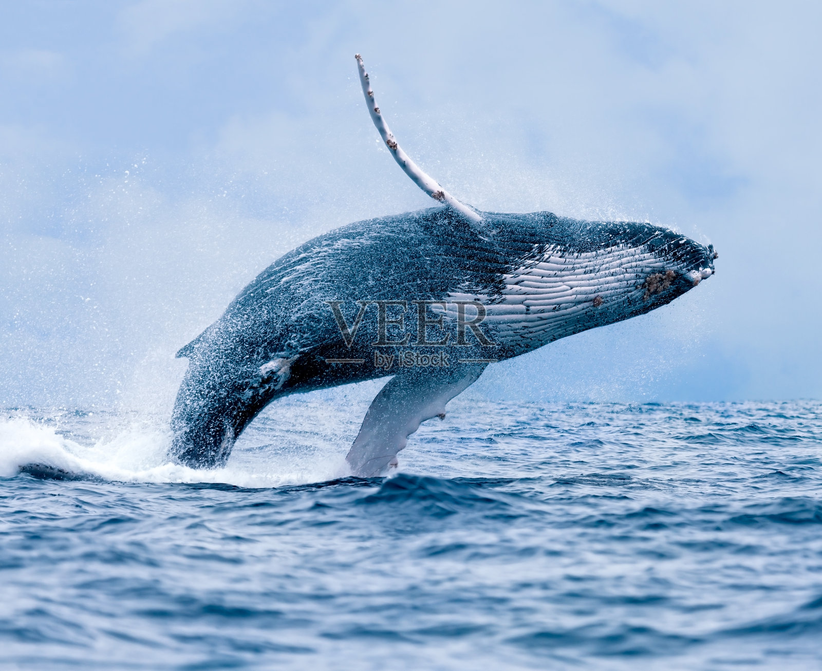 违反座头鲸照片摄影图片
