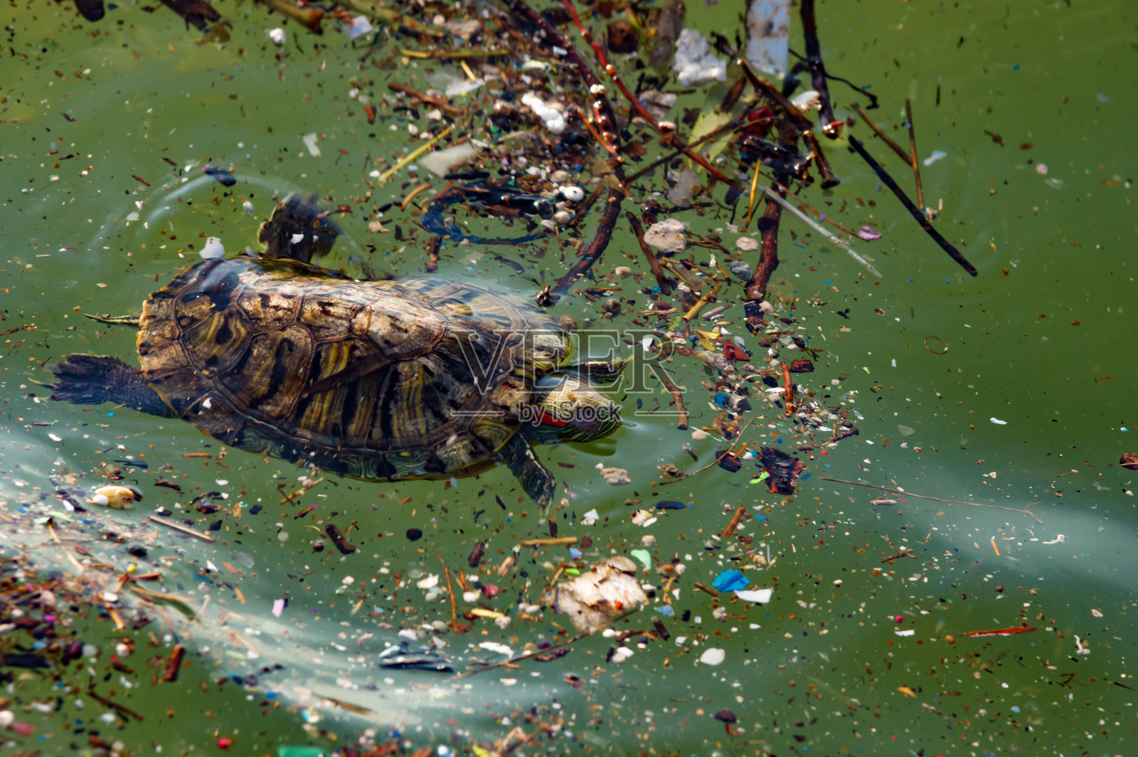 乌龟在肮脏的海里照片摄影图片