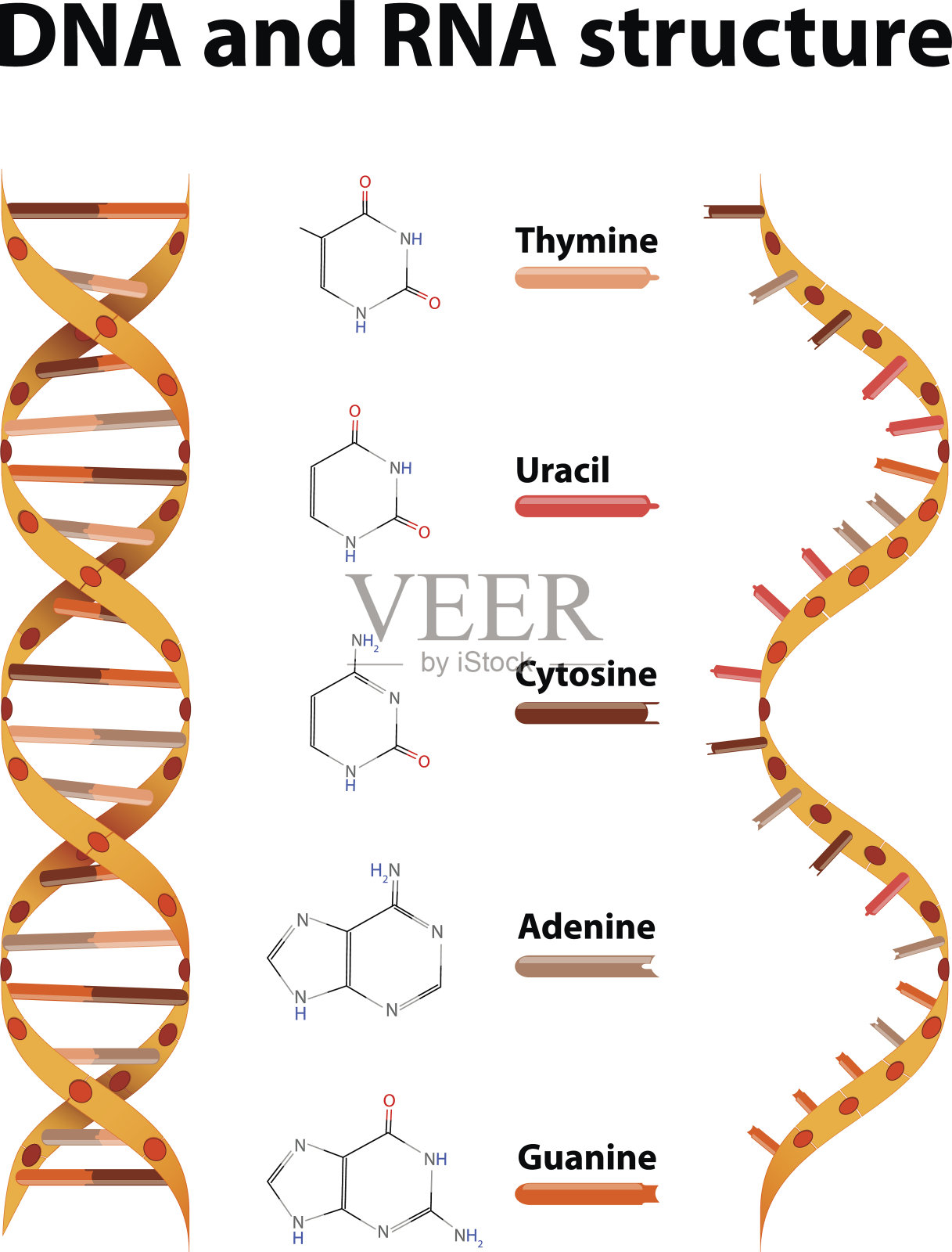 DNA和RNA结构插画图片素材