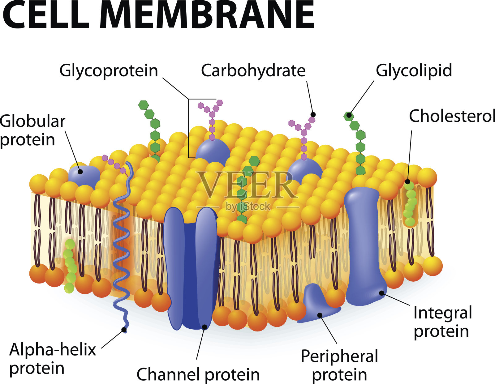 细胞膜插画图片素材