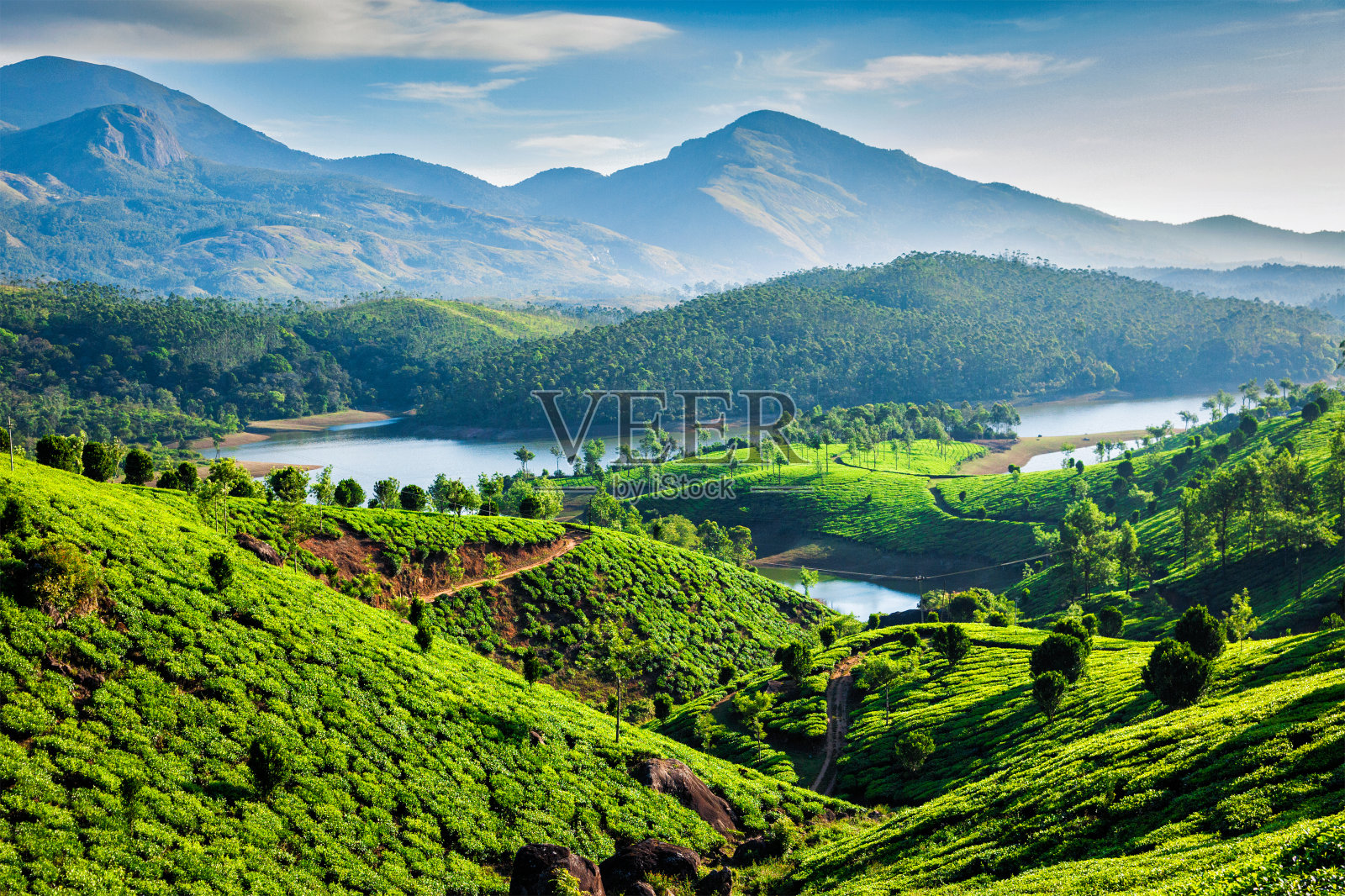 茶园和山上的河流。喀拉拉邦,印度照片摄影图片