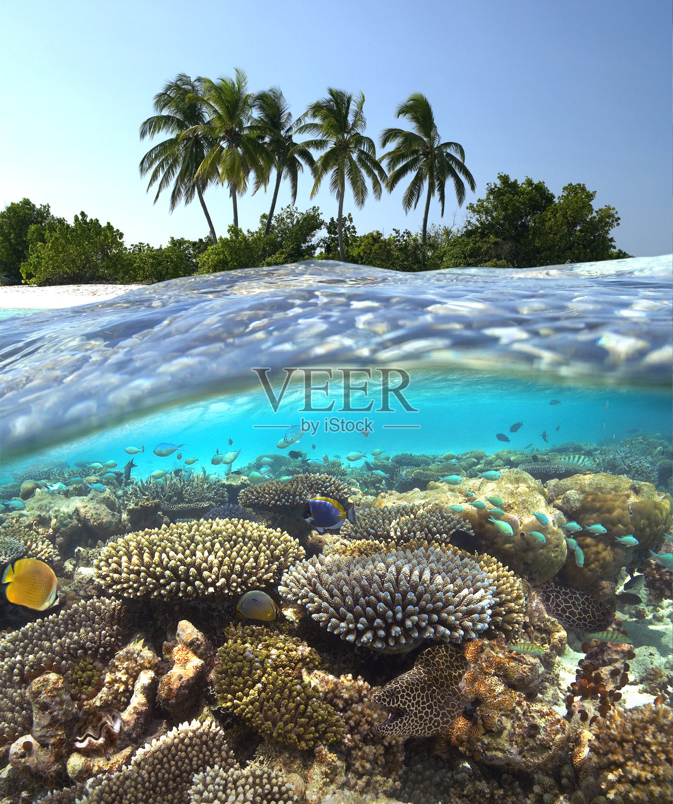 热带礁-马尔代夫照片摄影图片