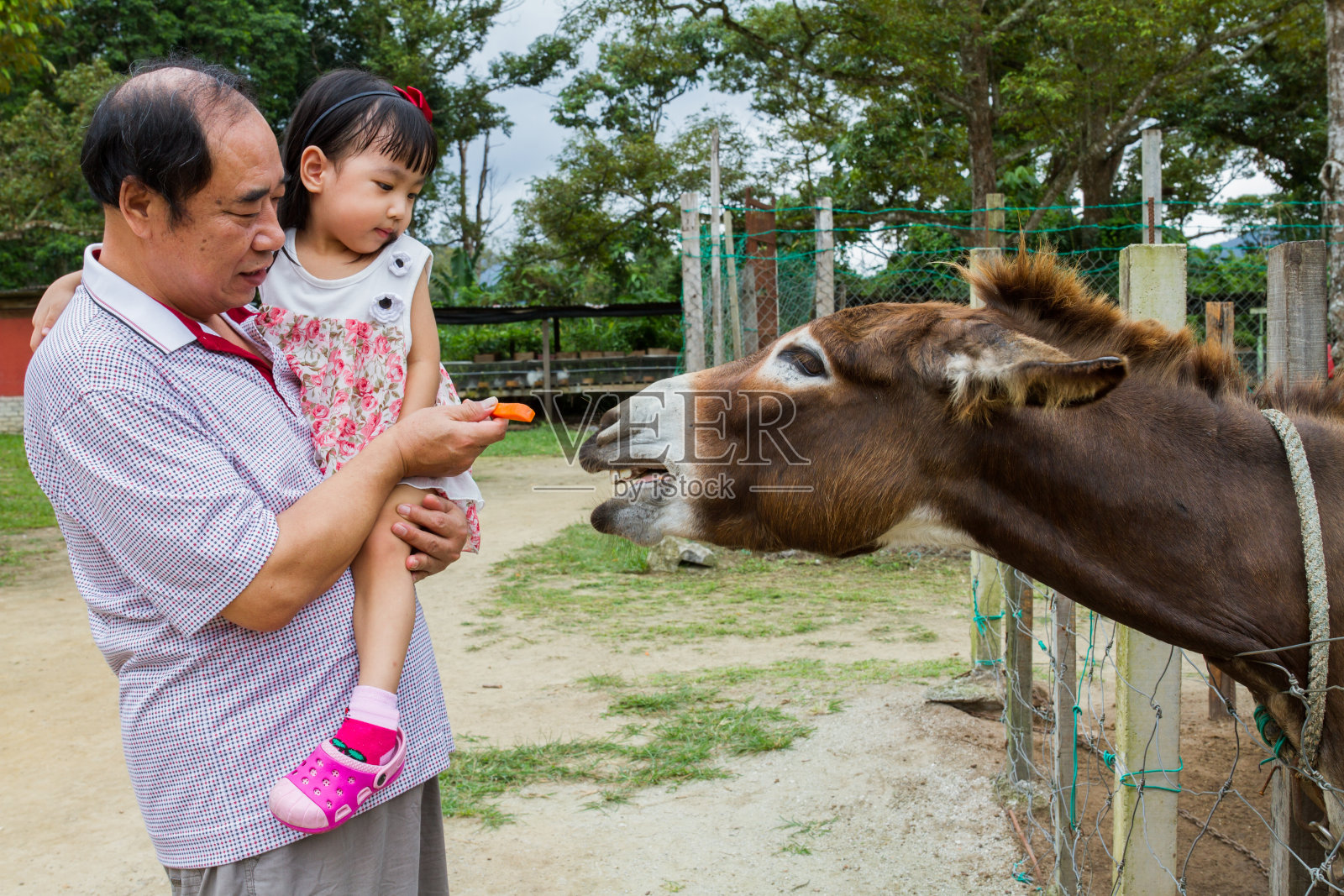 中国女孩和她的祖父喂驴的智慧照片摄影图片