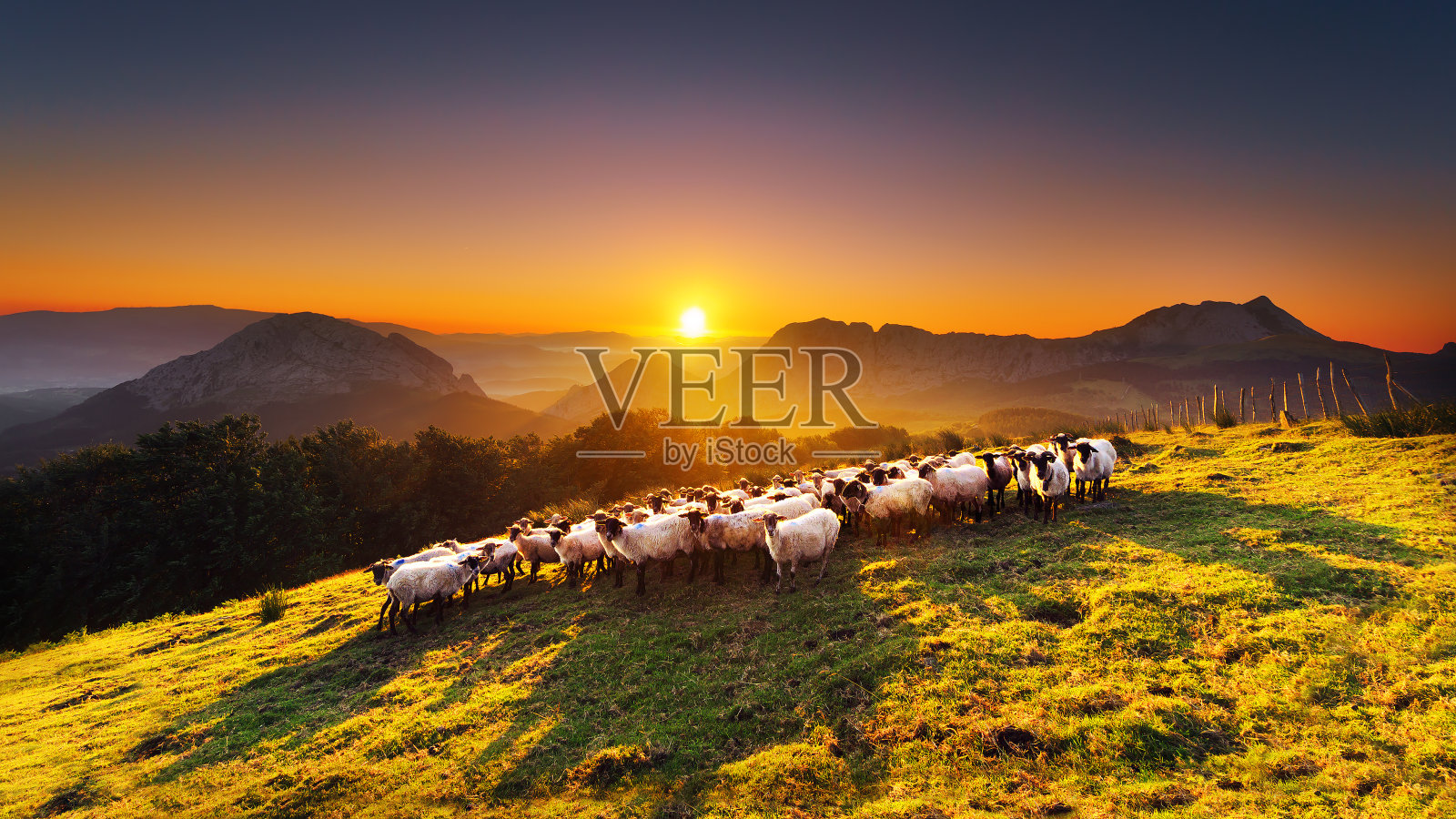 塞比山的羊群照片摄影图片