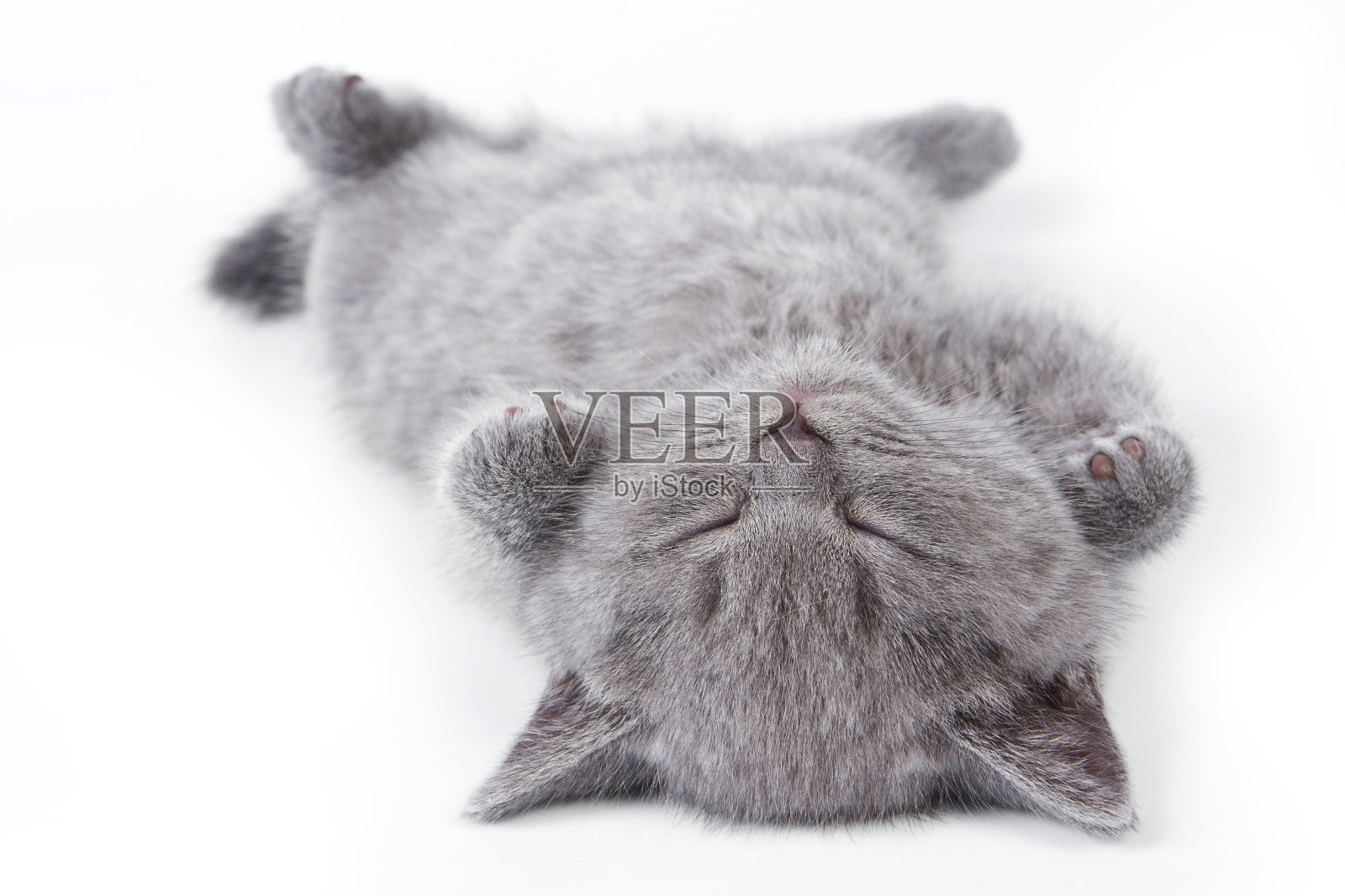 英国灰色毛茸茸的小猫躺在他的背上照片摄影图片