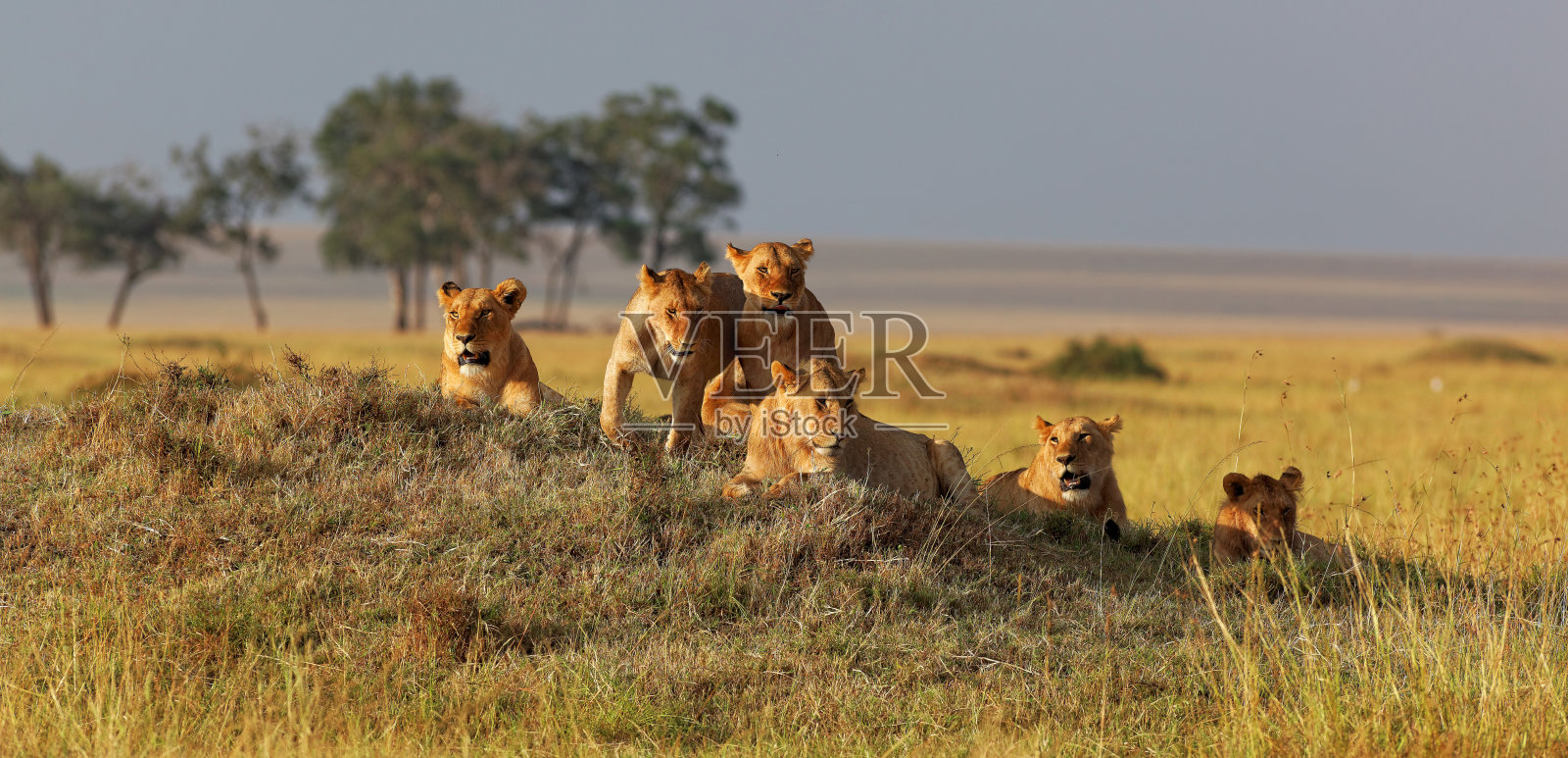 日落时分，非洲狮家族在小丘上守望照片摄影图片