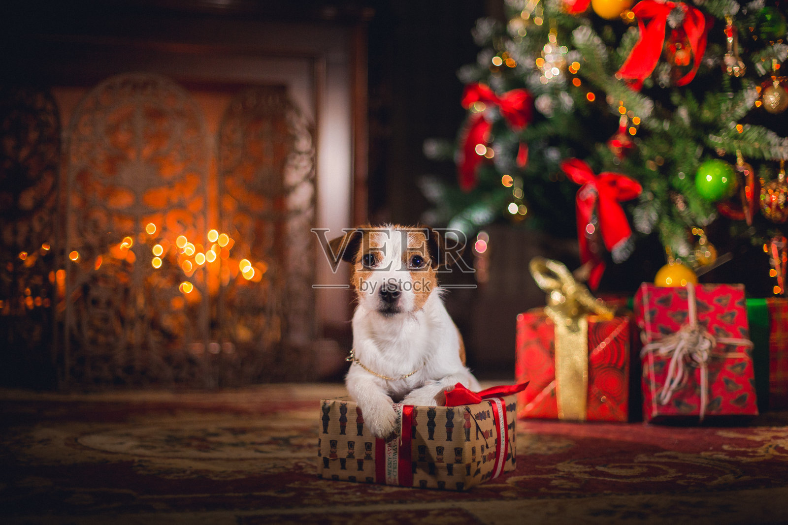 杰克罗素梗。小狗。圣诞节,照片摄影图片