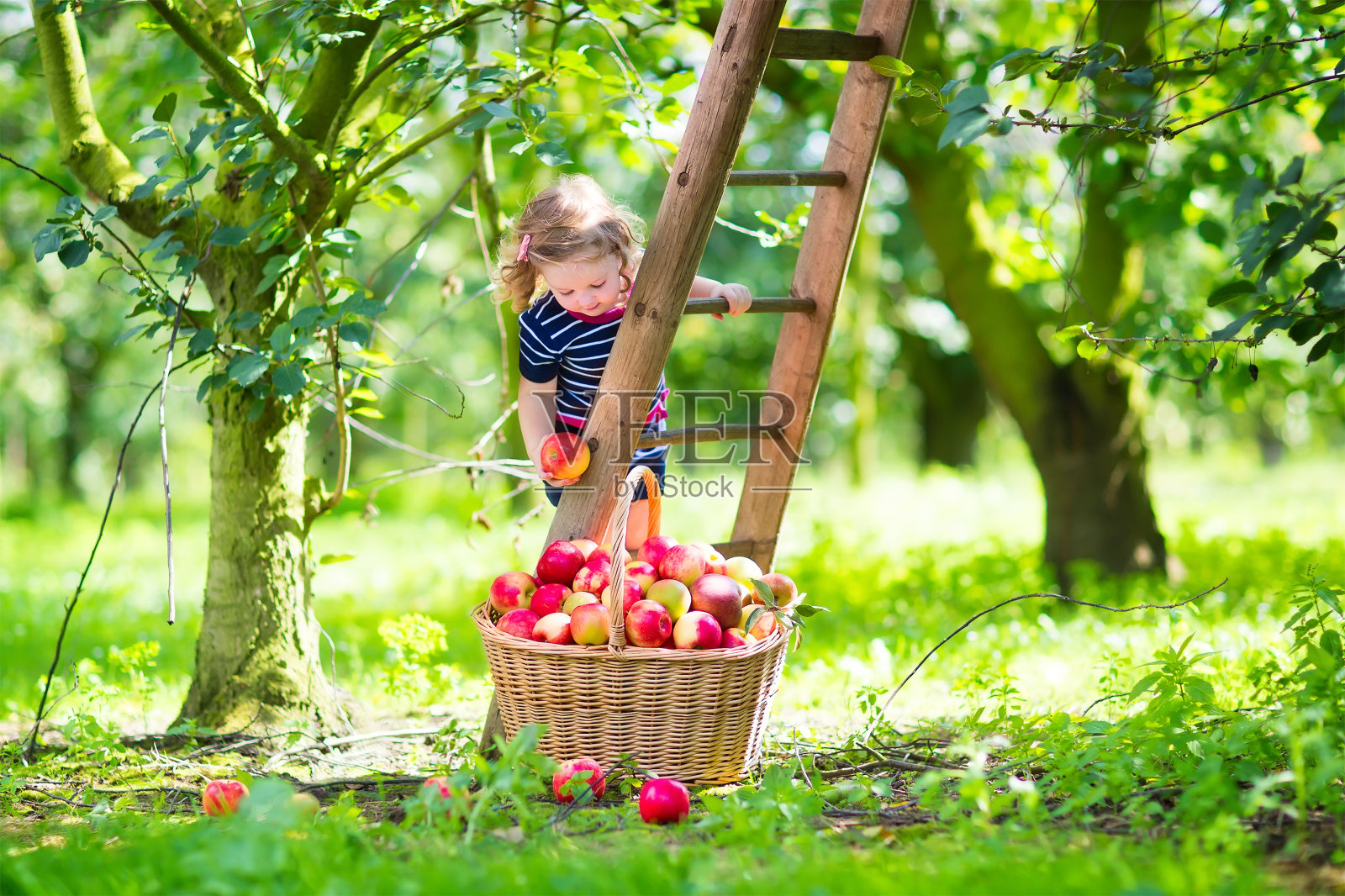 苹果园里的小女孩照片摄影图片