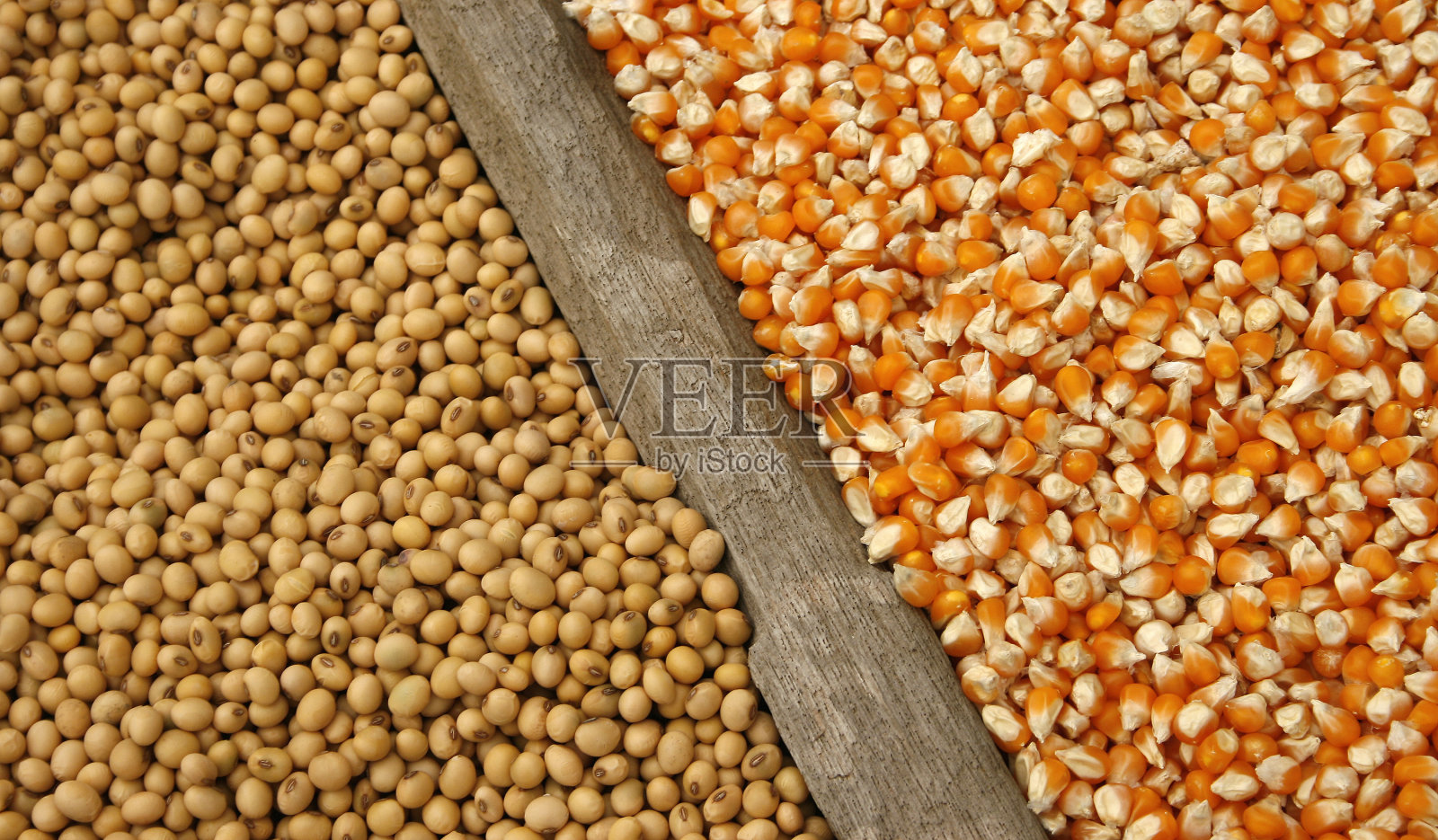大豆和玉米种子照片摄影图片