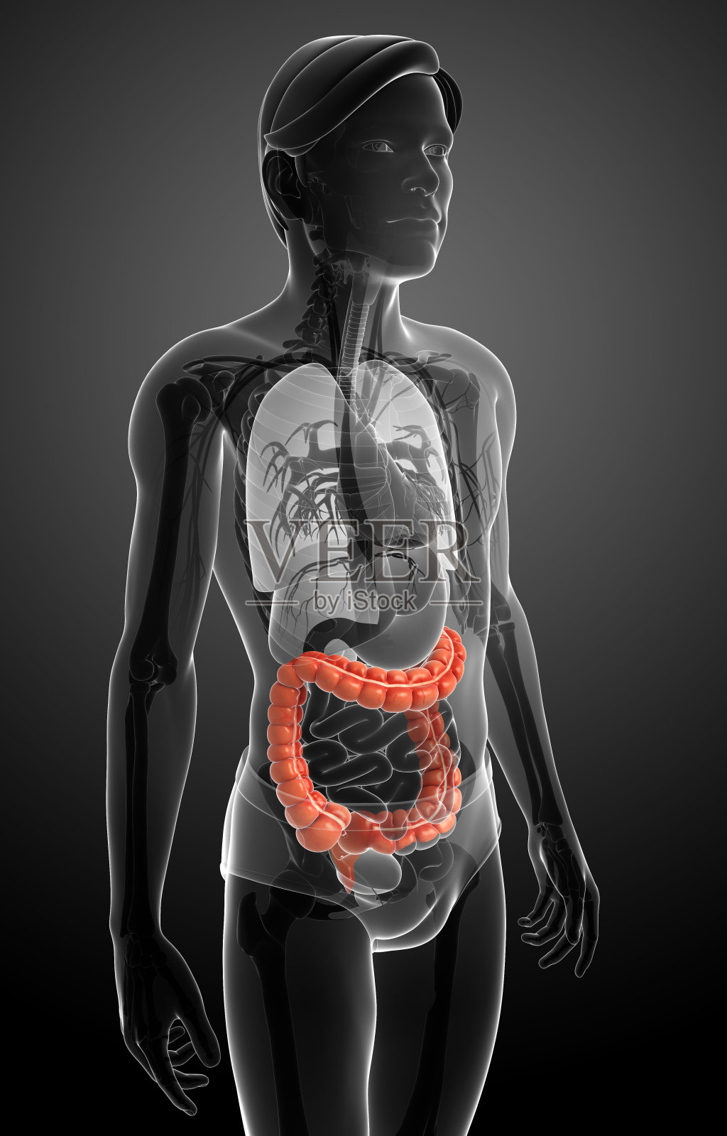 男性大肠解剖照片摄影图片