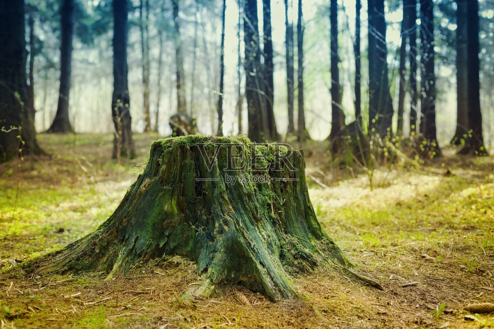 针叶林里长满苔藓的老树桩照片摄影图片