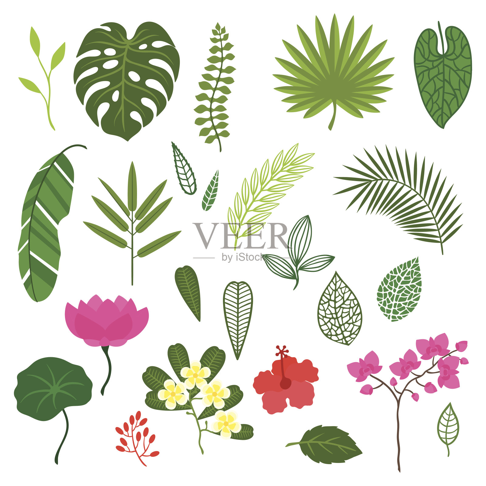 一套程式化的热带植物，叶子和花。插画图片素材