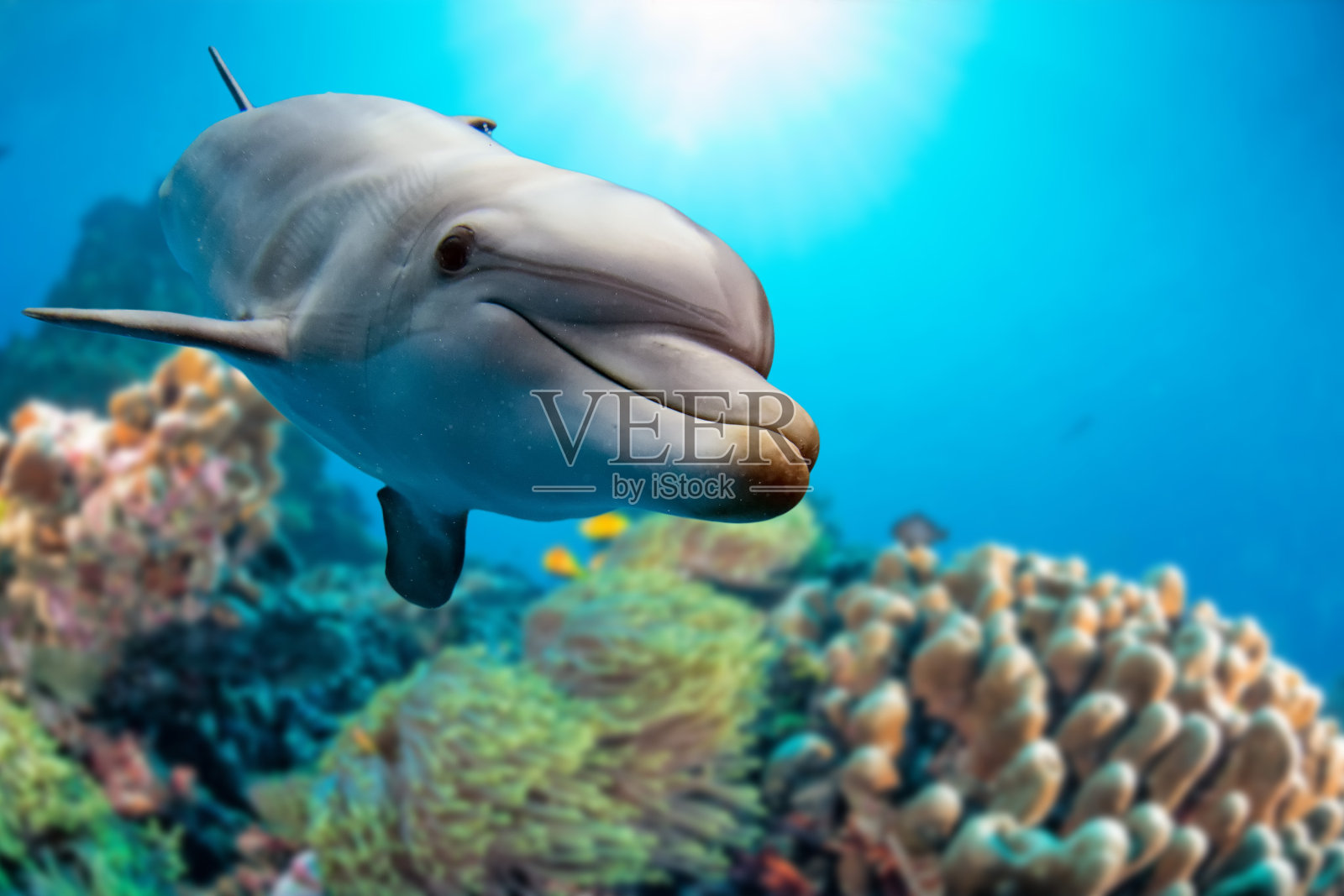 海豚水下礁的背景照片摄影图片