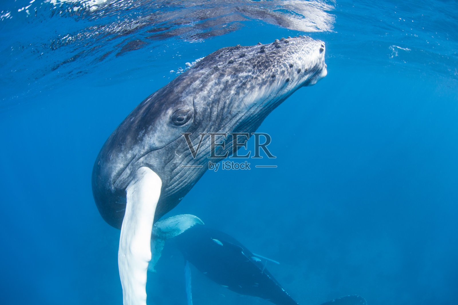 座头鲸小腿照片摄影图片