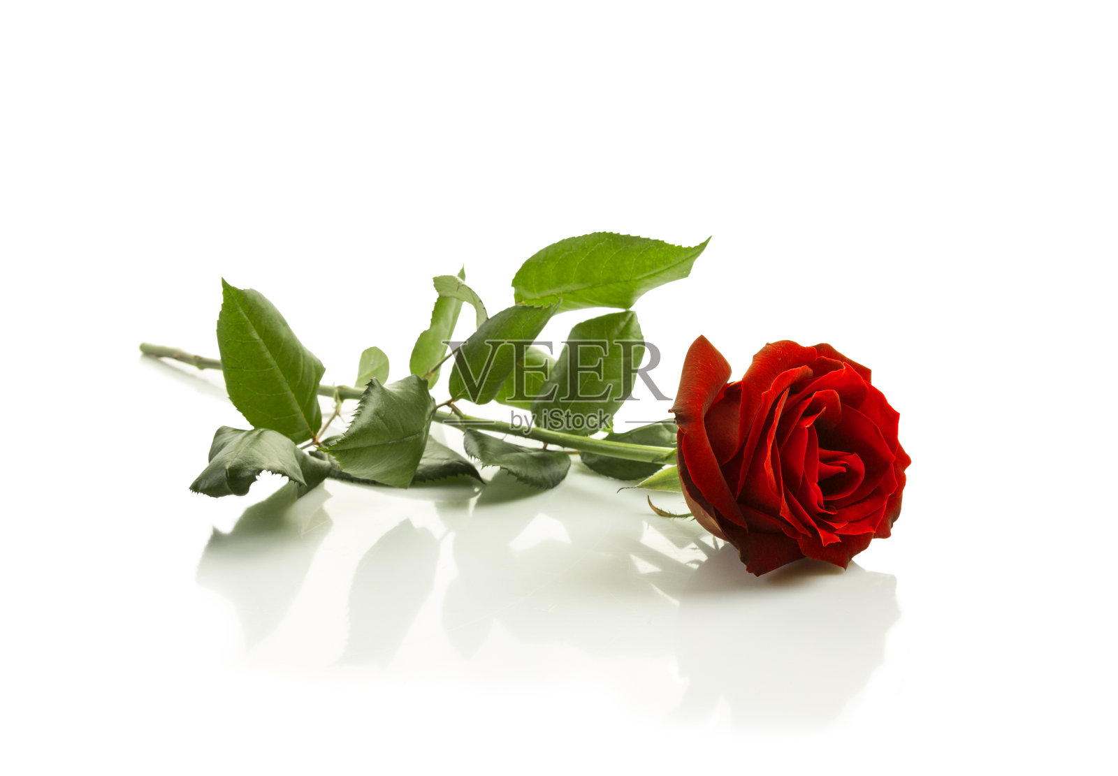 红玫瑰孤立在白色背景上照片摄影图片