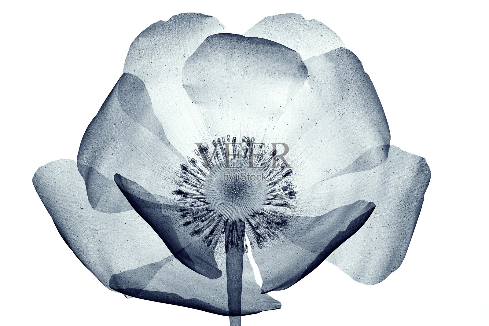 白色罂粟花的x射线图像照片摄影图片