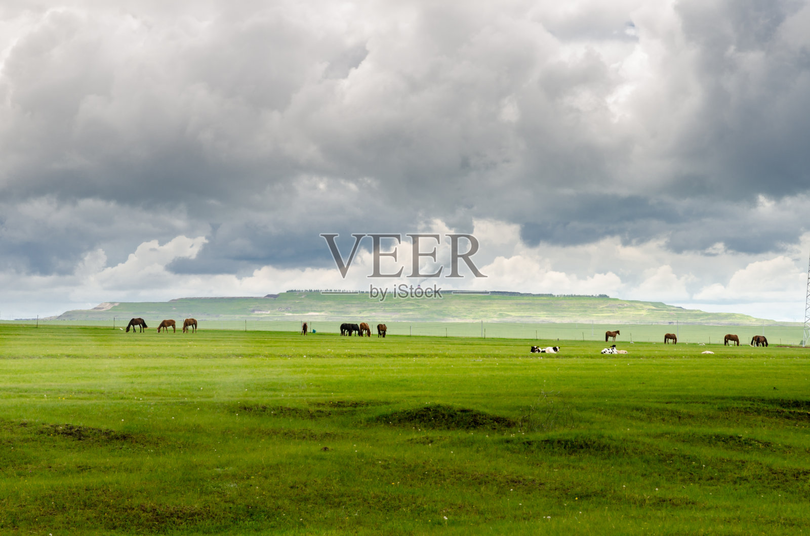 草原上的马，中国照片摄影图片