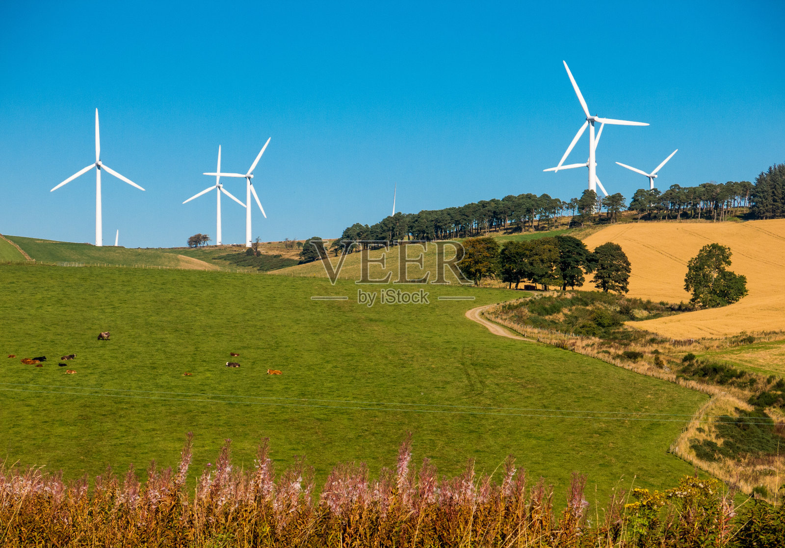 英国阿伯丁郡亨特利农田上的风力涡轮机照片摄影图片