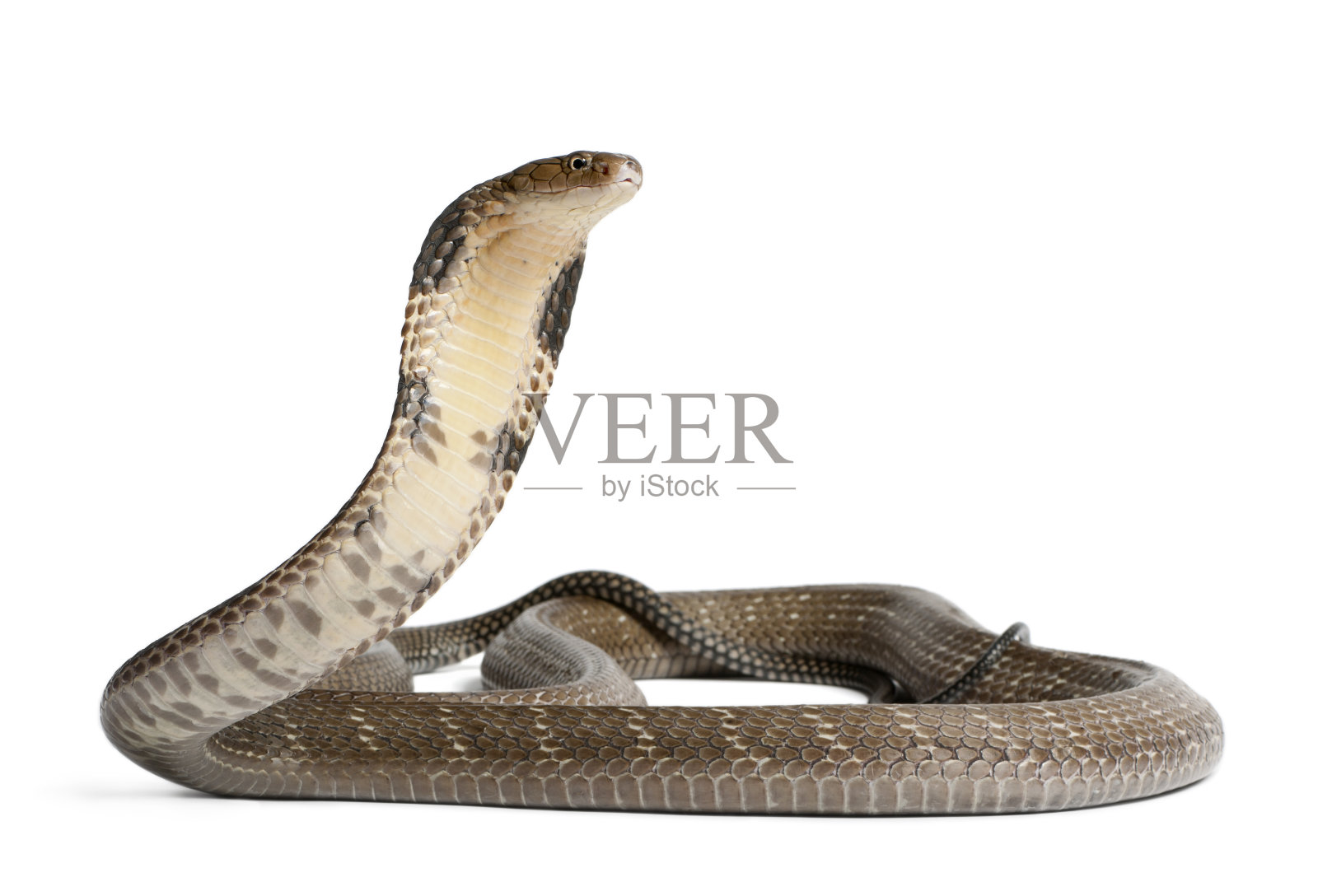 眼镜蛇王-蛇王汉娜，有毒，白色背景照片摄影图片