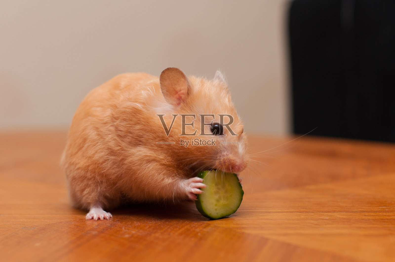 仓鼠在吃黄瓜照片摄影图片