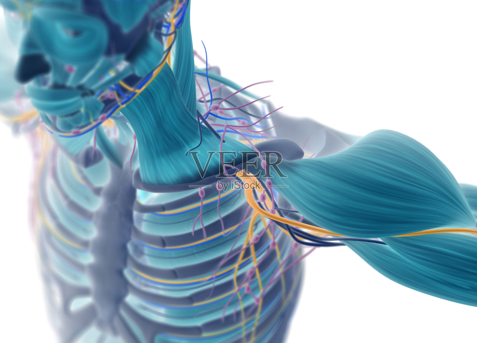 人体肌肉血管、淋巴和神经系统。x光图像。照片摄影图片