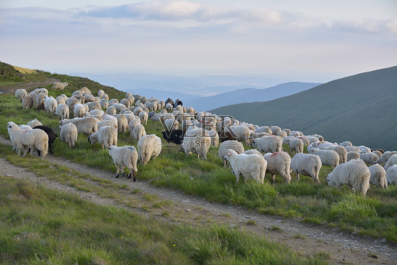 牧羊人和他的羊照片摄影图片