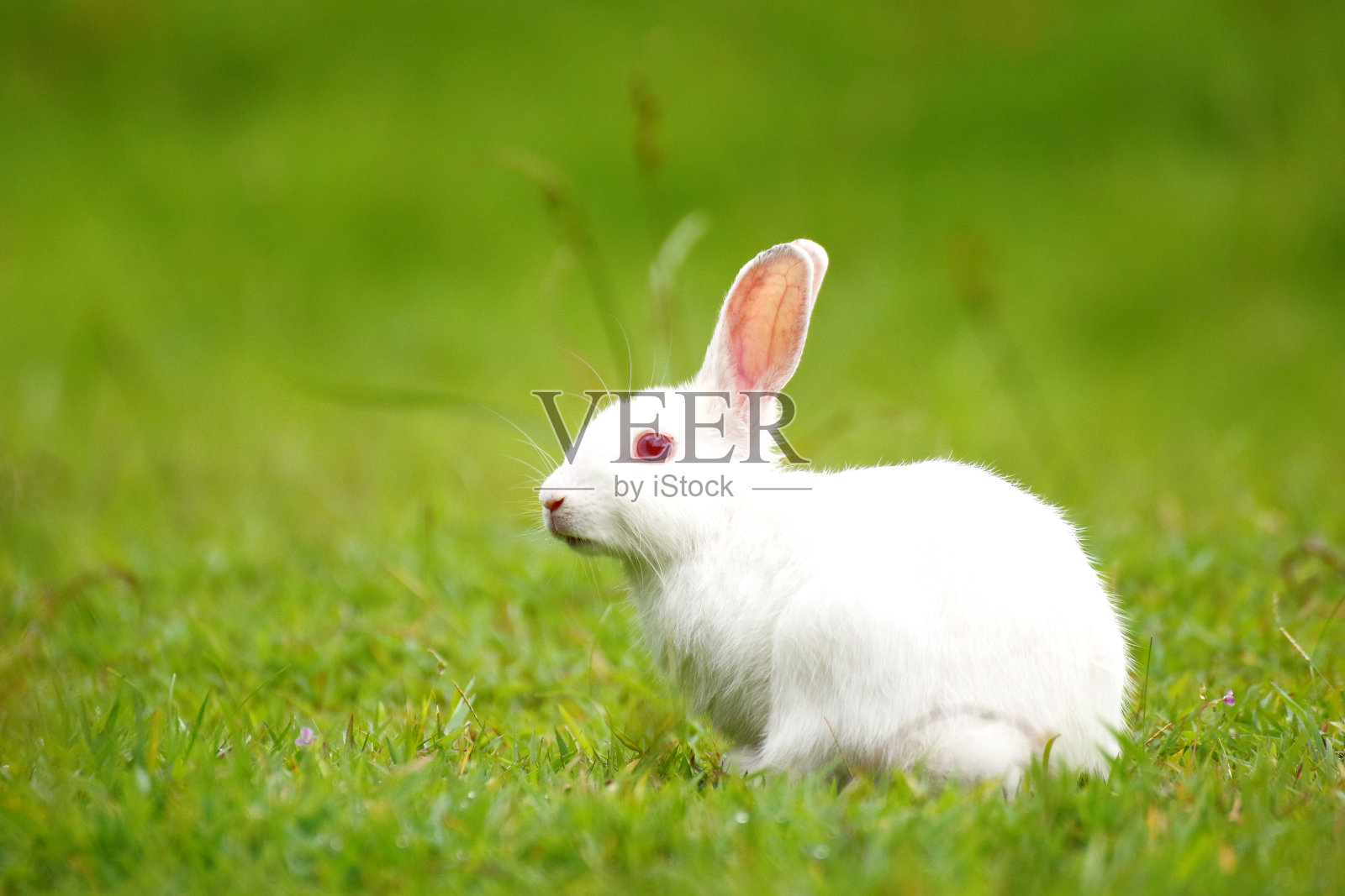绿色草地上的白兔。照片摄影图片