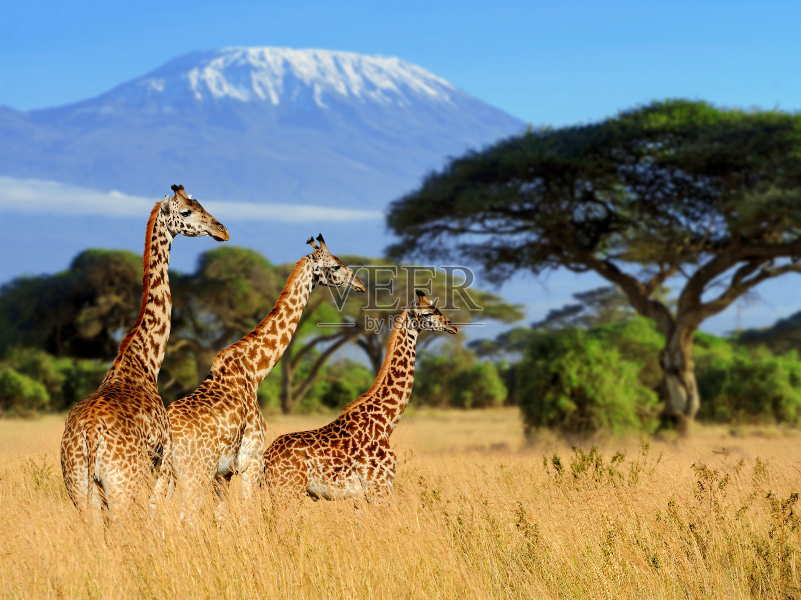 三只长颈鹿在乞力马扎罗山的背景照片摄影图片