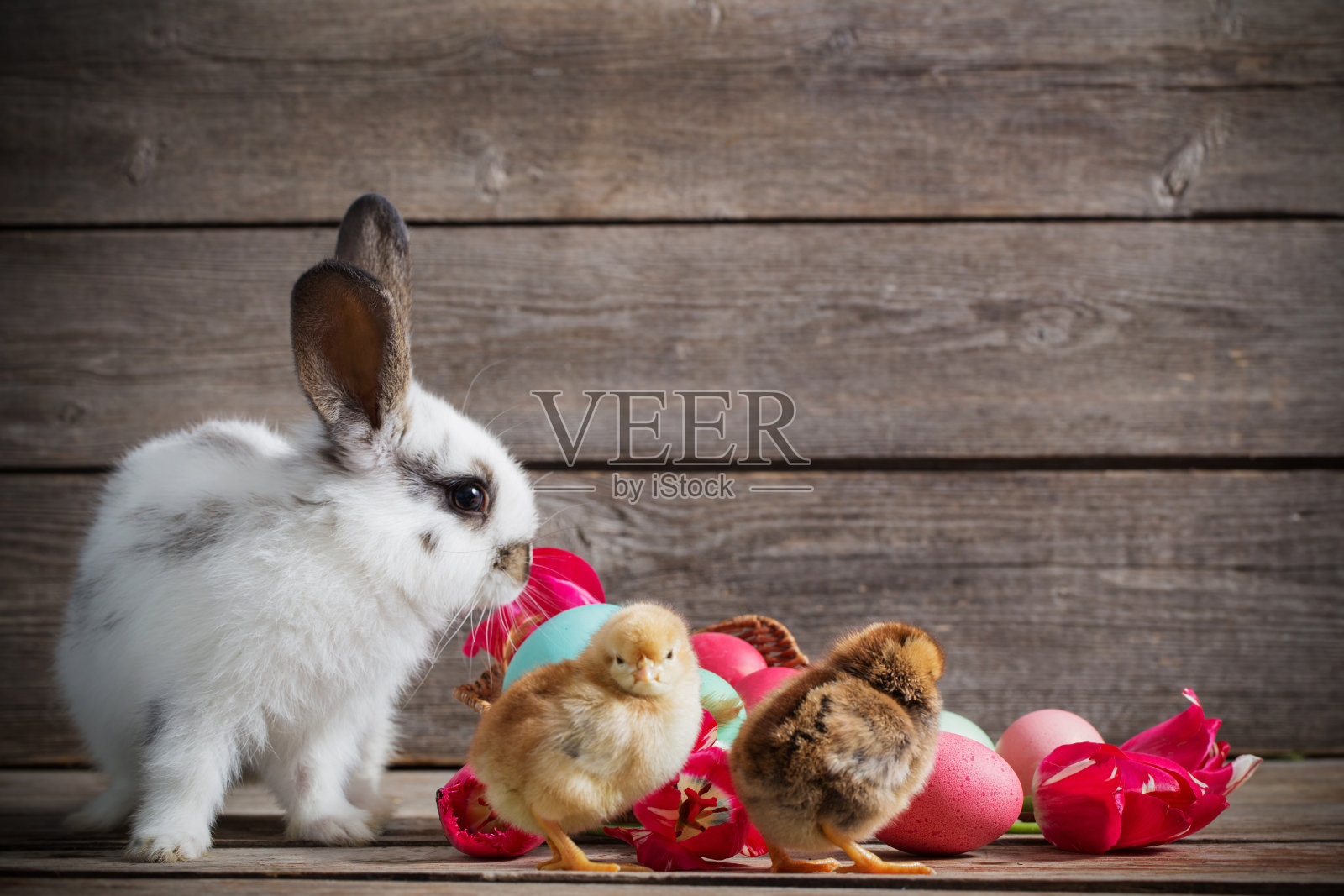 鸡和兔子与复活节彩蛋的木制背景照片摄影图片