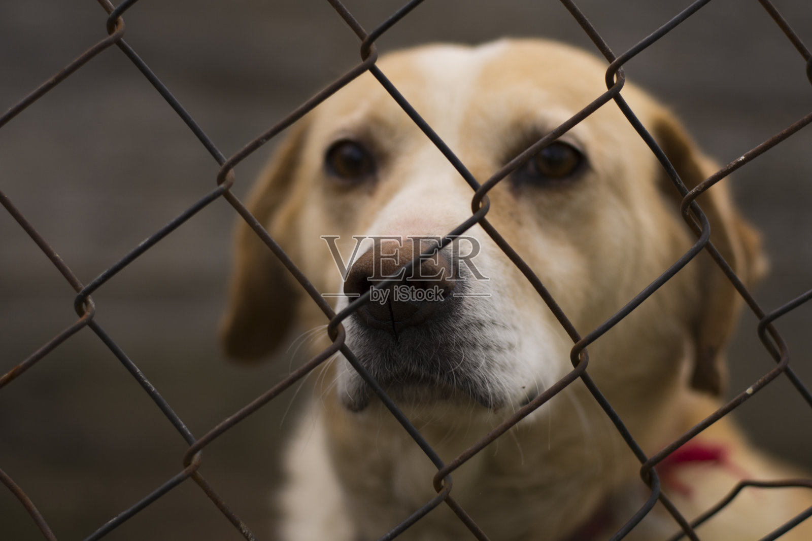 孤独的笼子里的流浪狗照片摄影图片