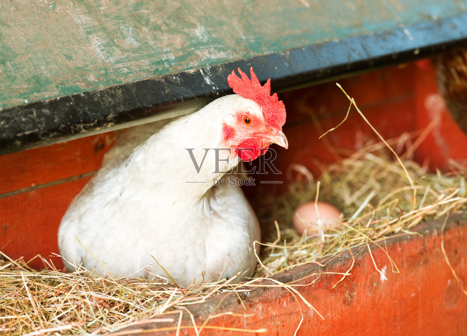 白母鸡在鸡舍里下蛋照片摄影图片