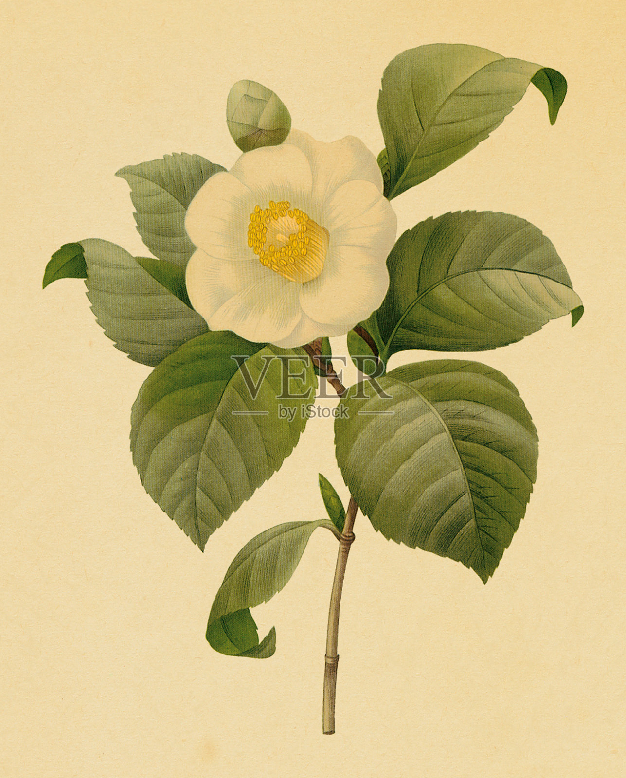 普通茶花|古董花卉插图设计元素图片