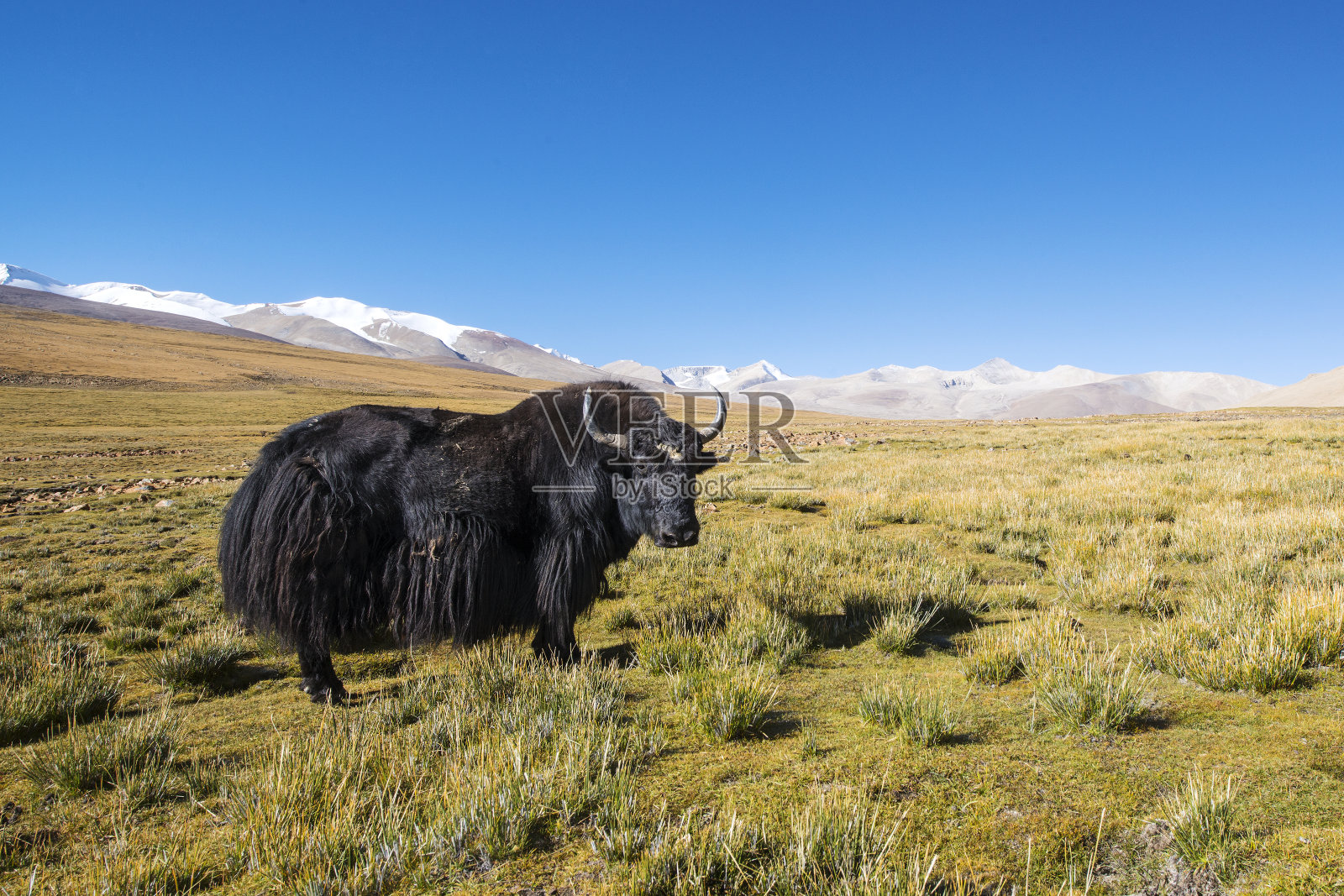 西藏山区的牦牛，XXXL形象照片摄影图片