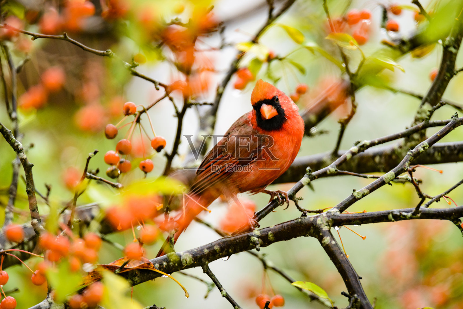 北方红雀栖息在一棵满是橘子浆果的树上照片摄影图片