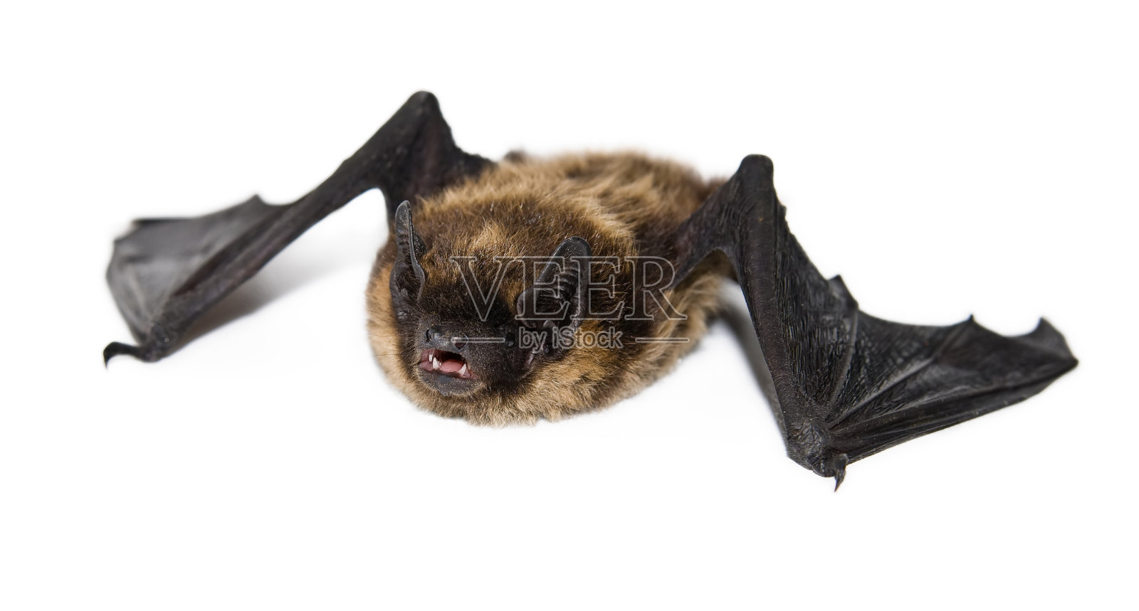 棕小蝙蝠(孤立)照片摄影图片