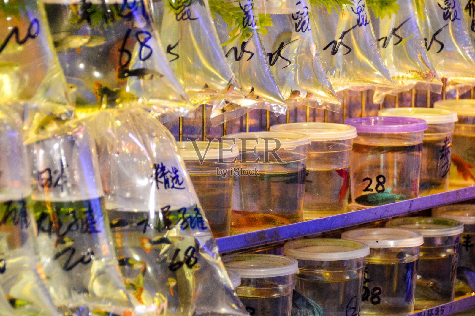 香港观赏鱼市场照片摄影图片