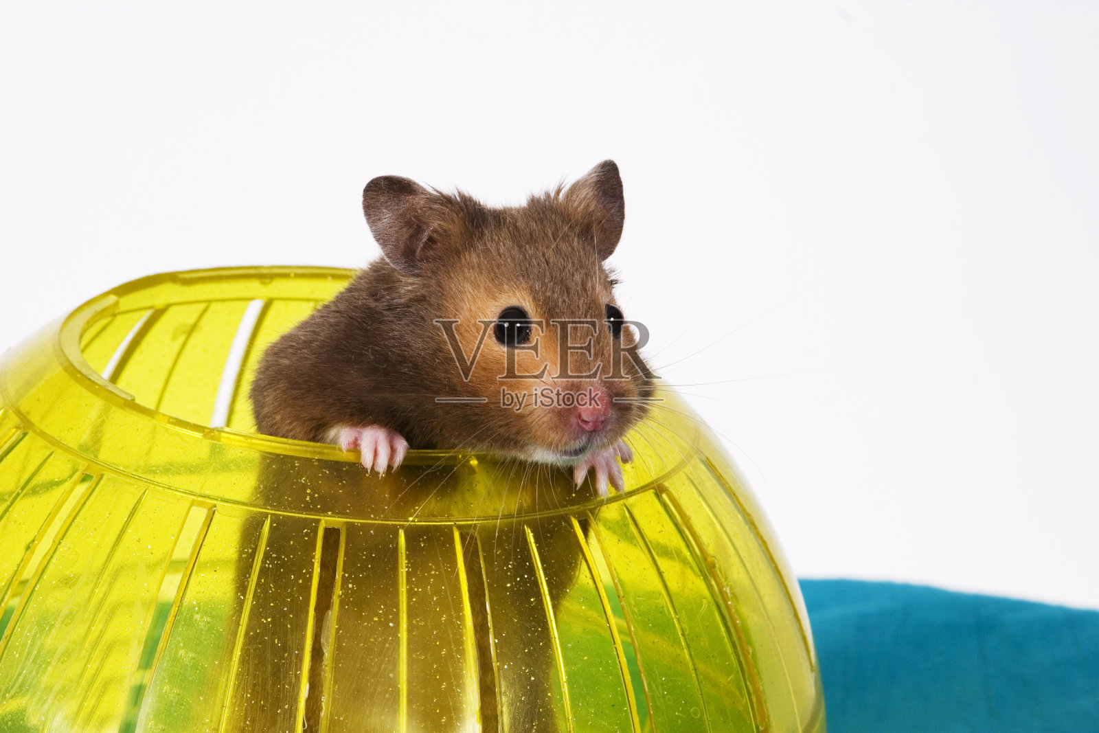 棕色仓鼠从黄色的球里跳出来照片摄影图片