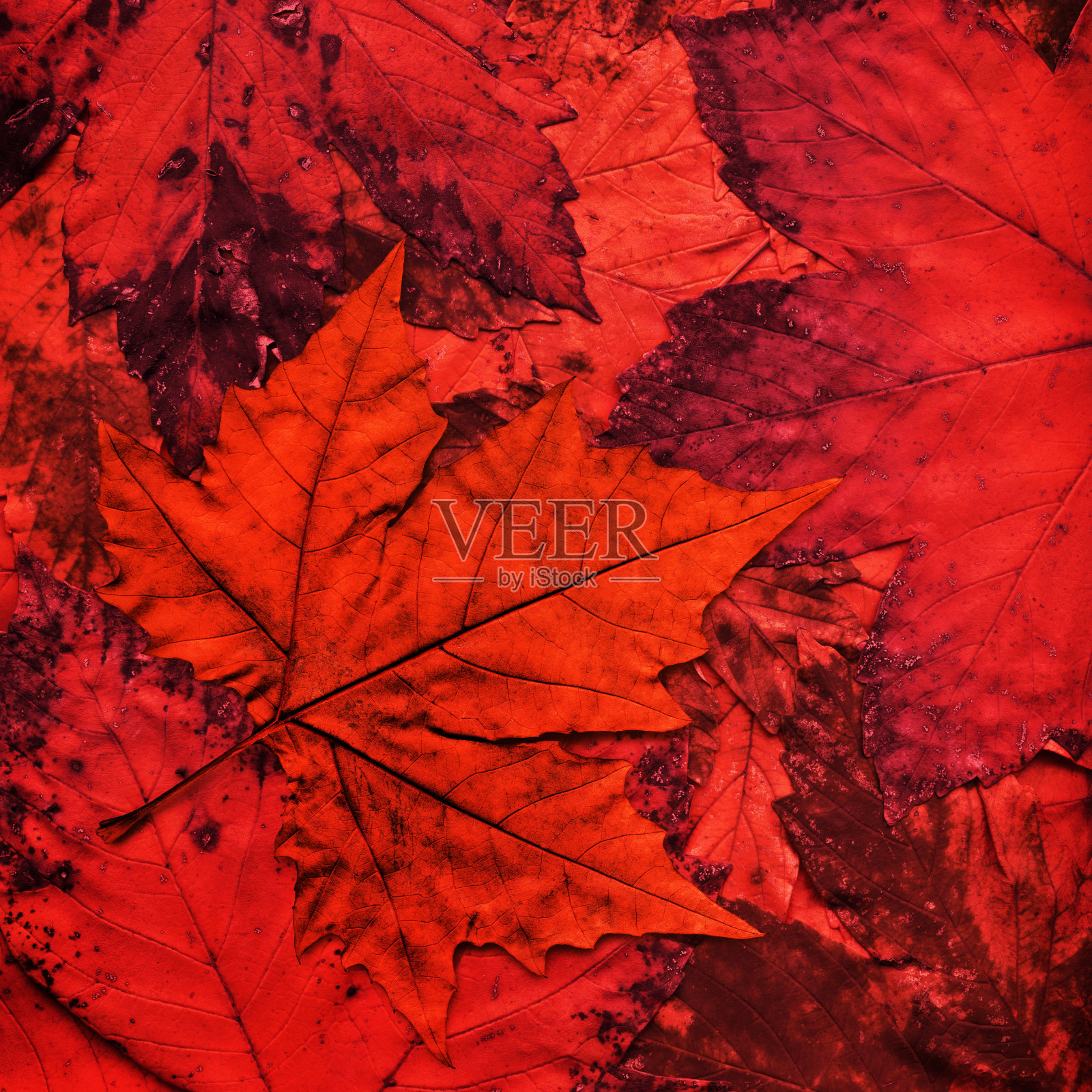 干燥的红色枫叶孤立在秋天的树叶背景照片摄影图片
