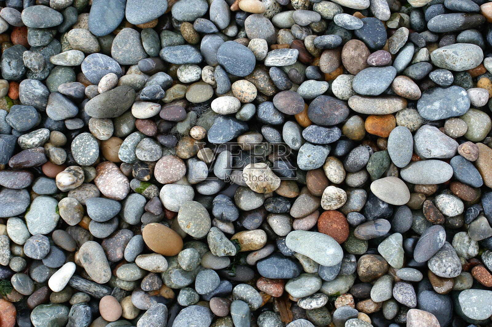 太平洋西北海岸闪亮的湿卵石照片摄影图片