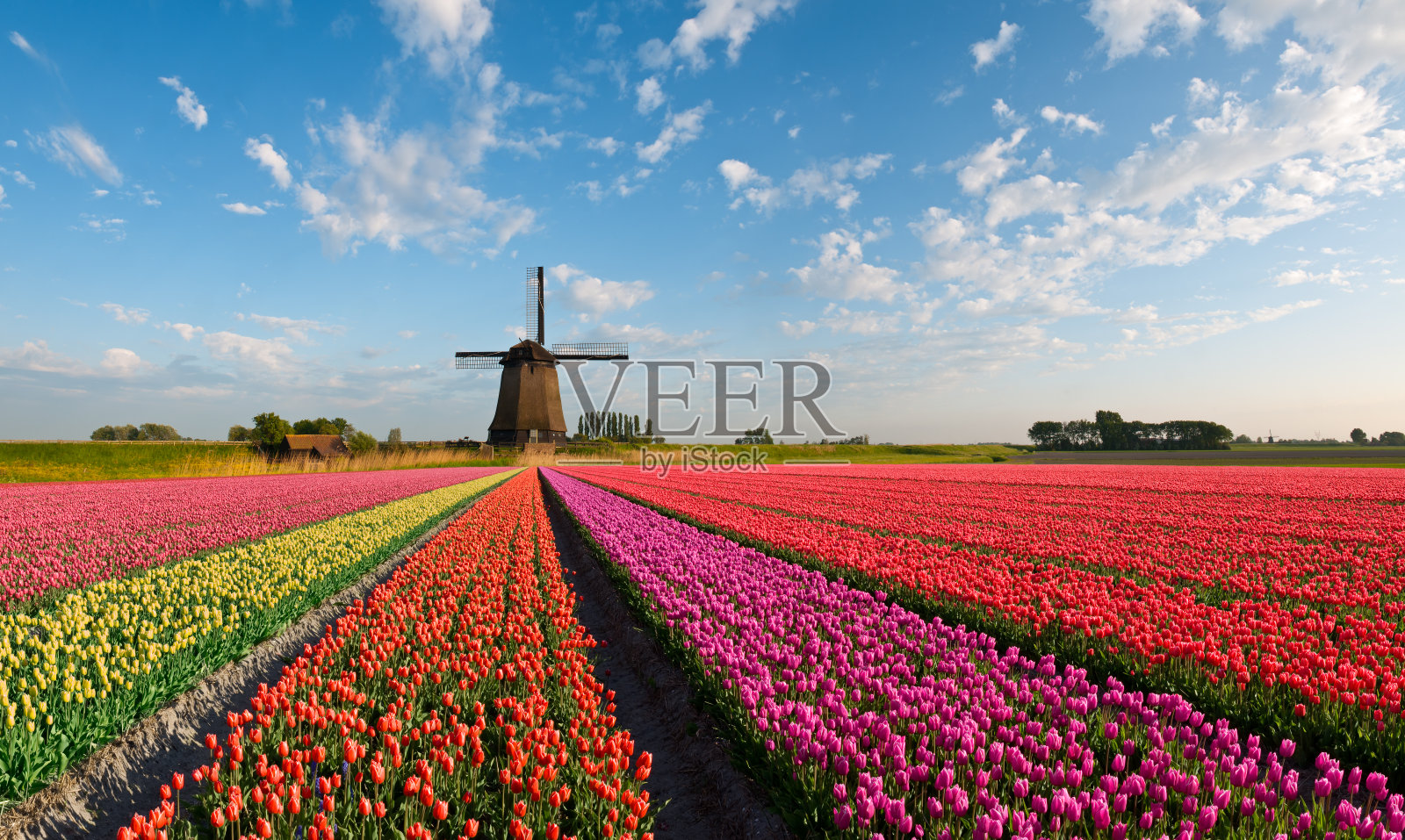 春天在荷兰照片摄影图片