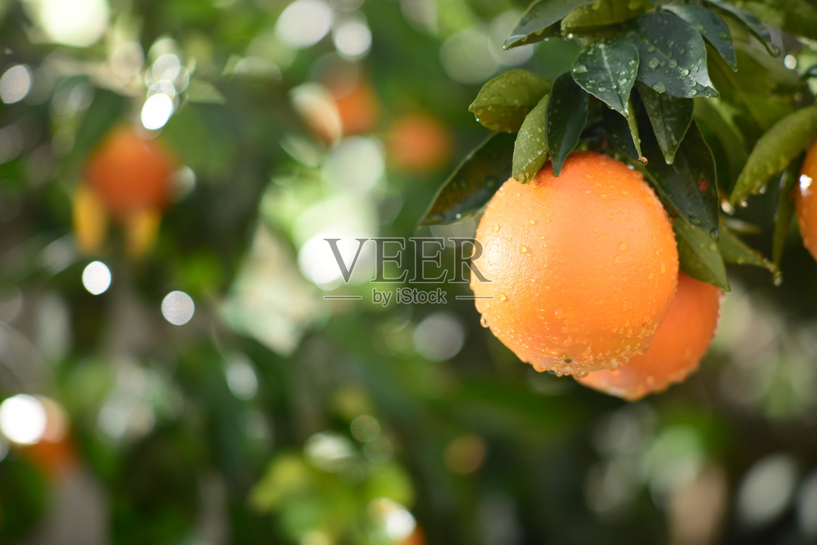 树上成熟的橙子照片摄影图片