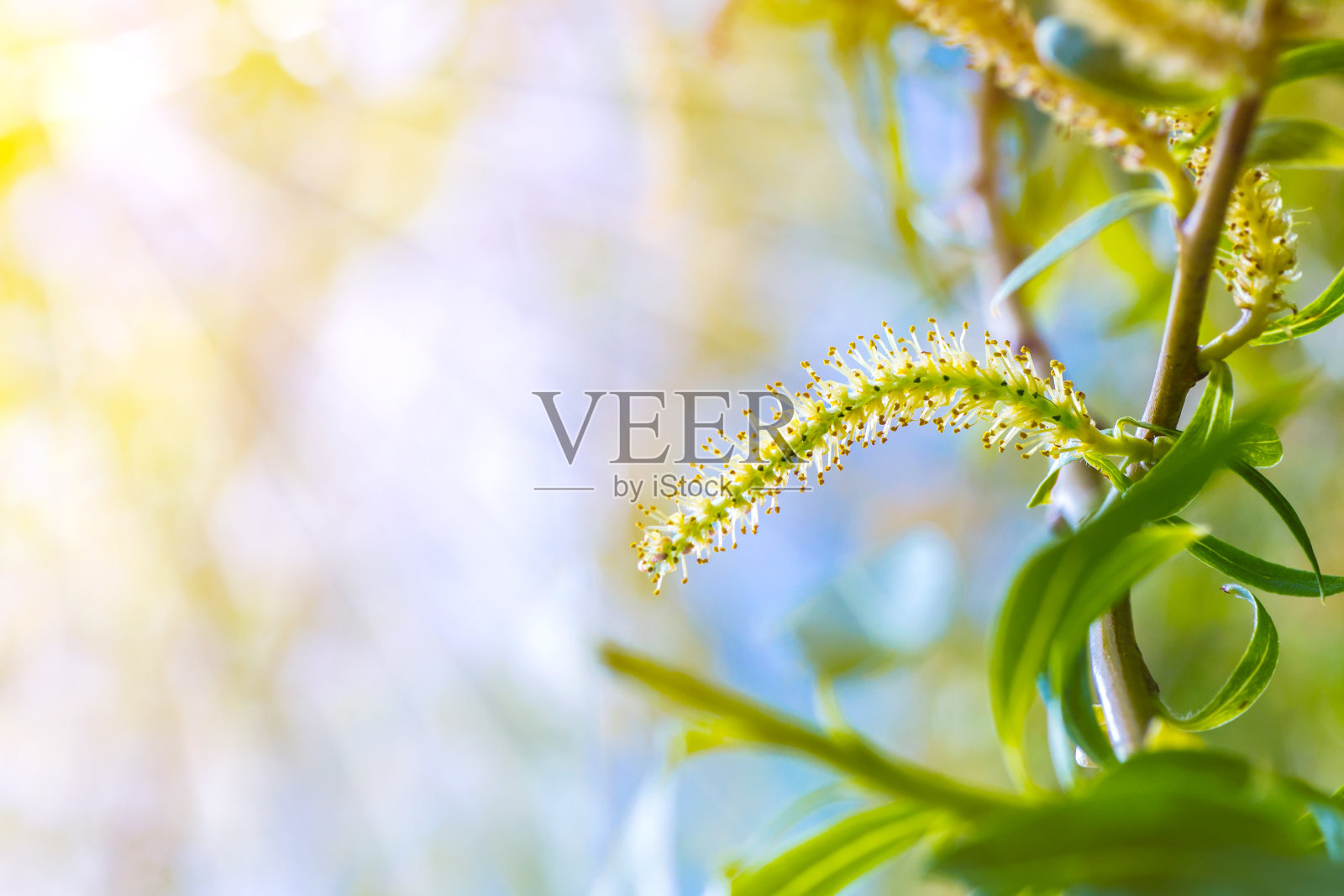 垂柳春枝，新叶绿花粉照片摄影图片