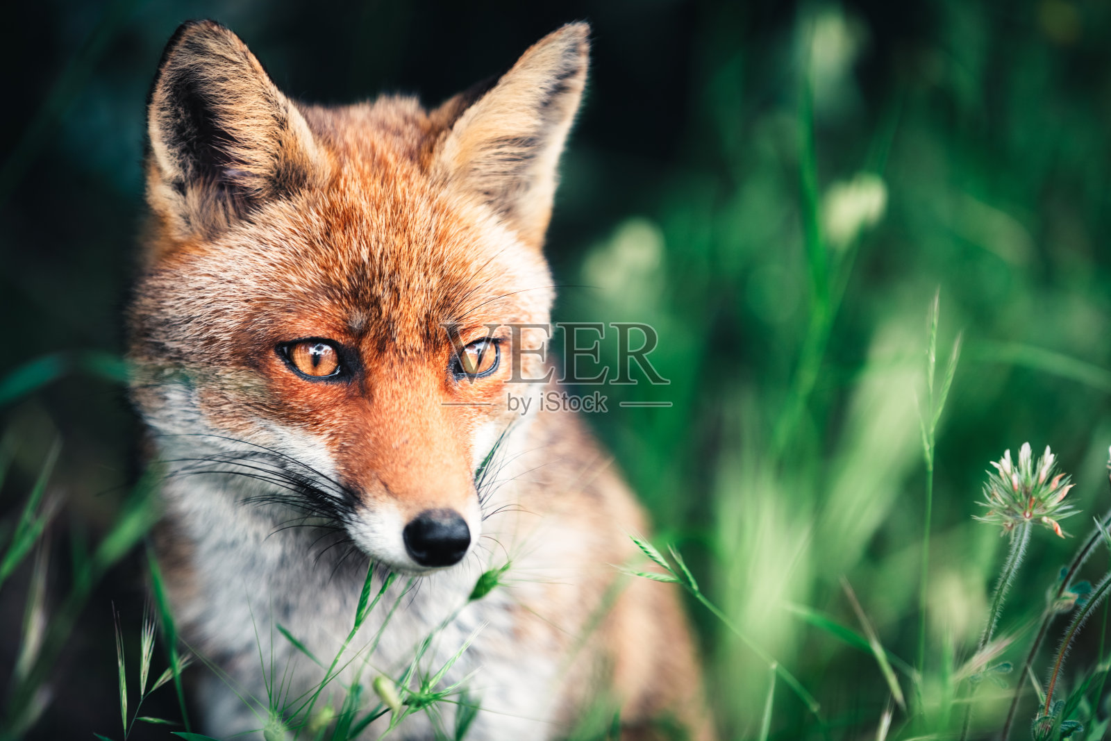 草地上的狐狸照片摄影图片