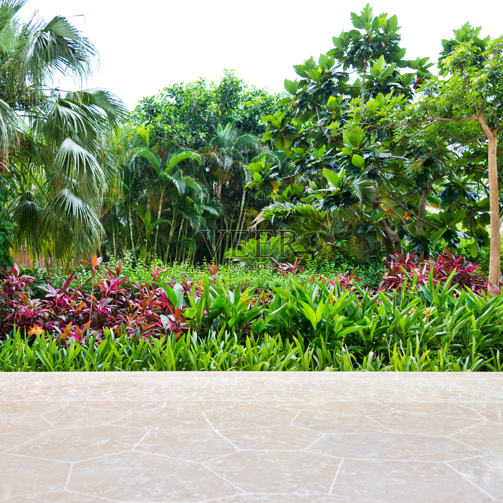 热带花园照片摄影图片
