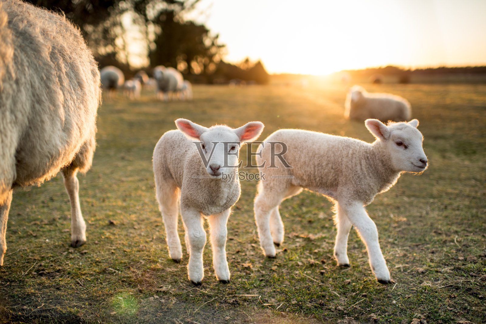 复活节的羊羔照片摄影图片