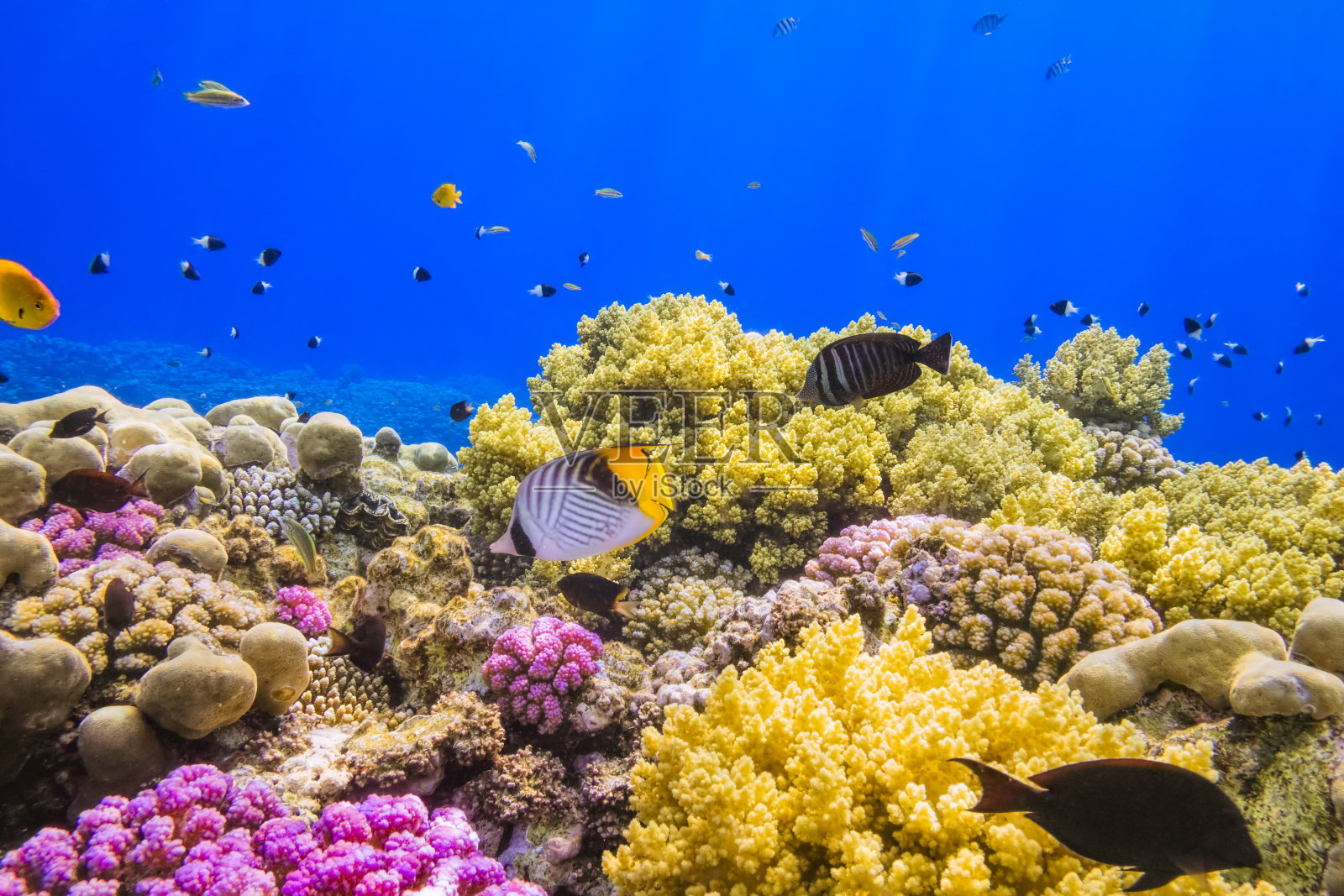 珊瑚花园礁在红海附近的马萨阿拉姆照片摄影图片