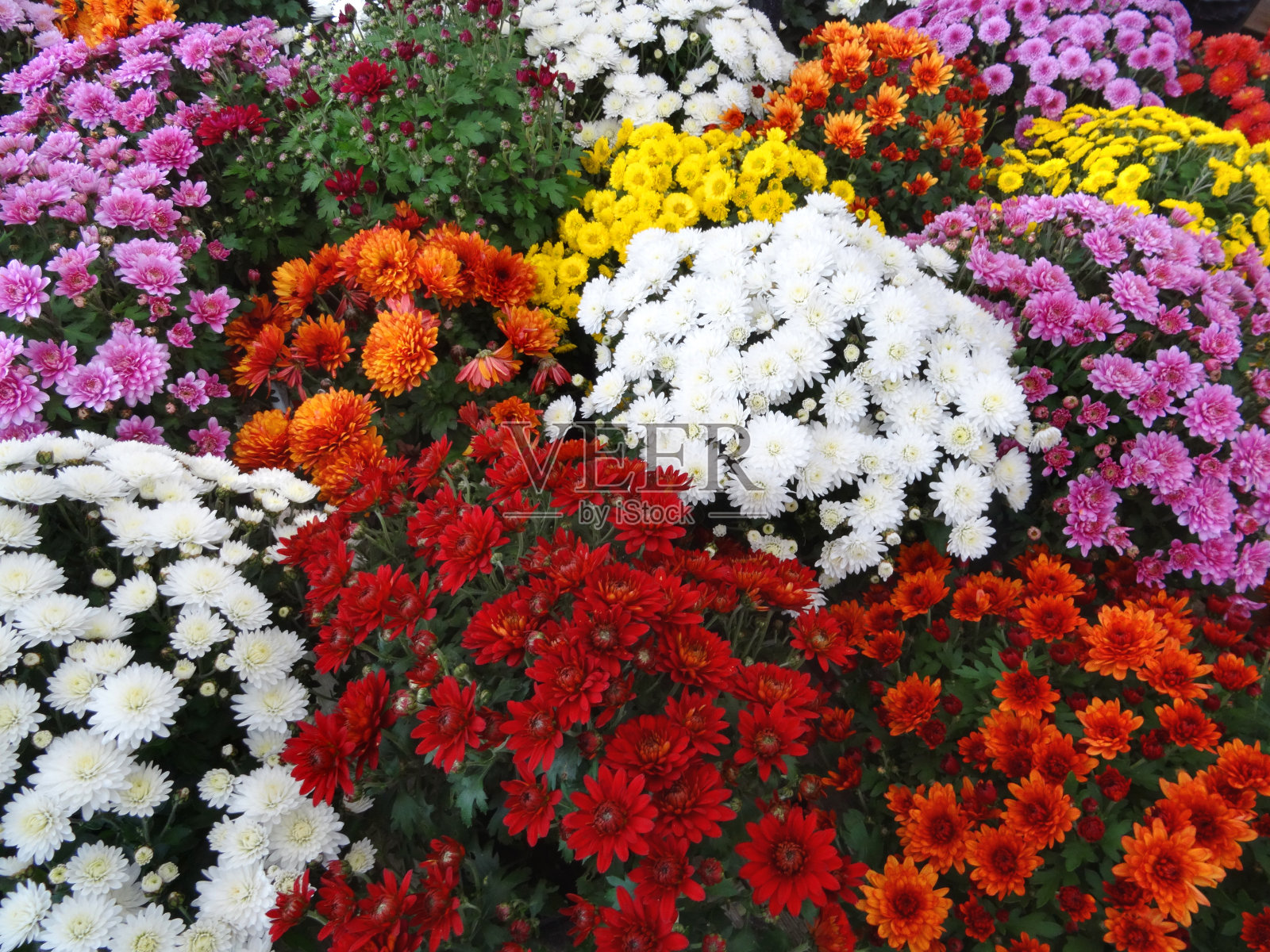 色彩缤纷的菊花/菊花，盆栽植物，多色照片摄影图片